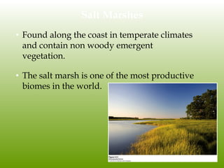 Salt Marshes
• Found along the coast in temperate climates
and contain non woody emergent
vegetation.
• The salt marsh is one of the most productive
biomes in the world.
 