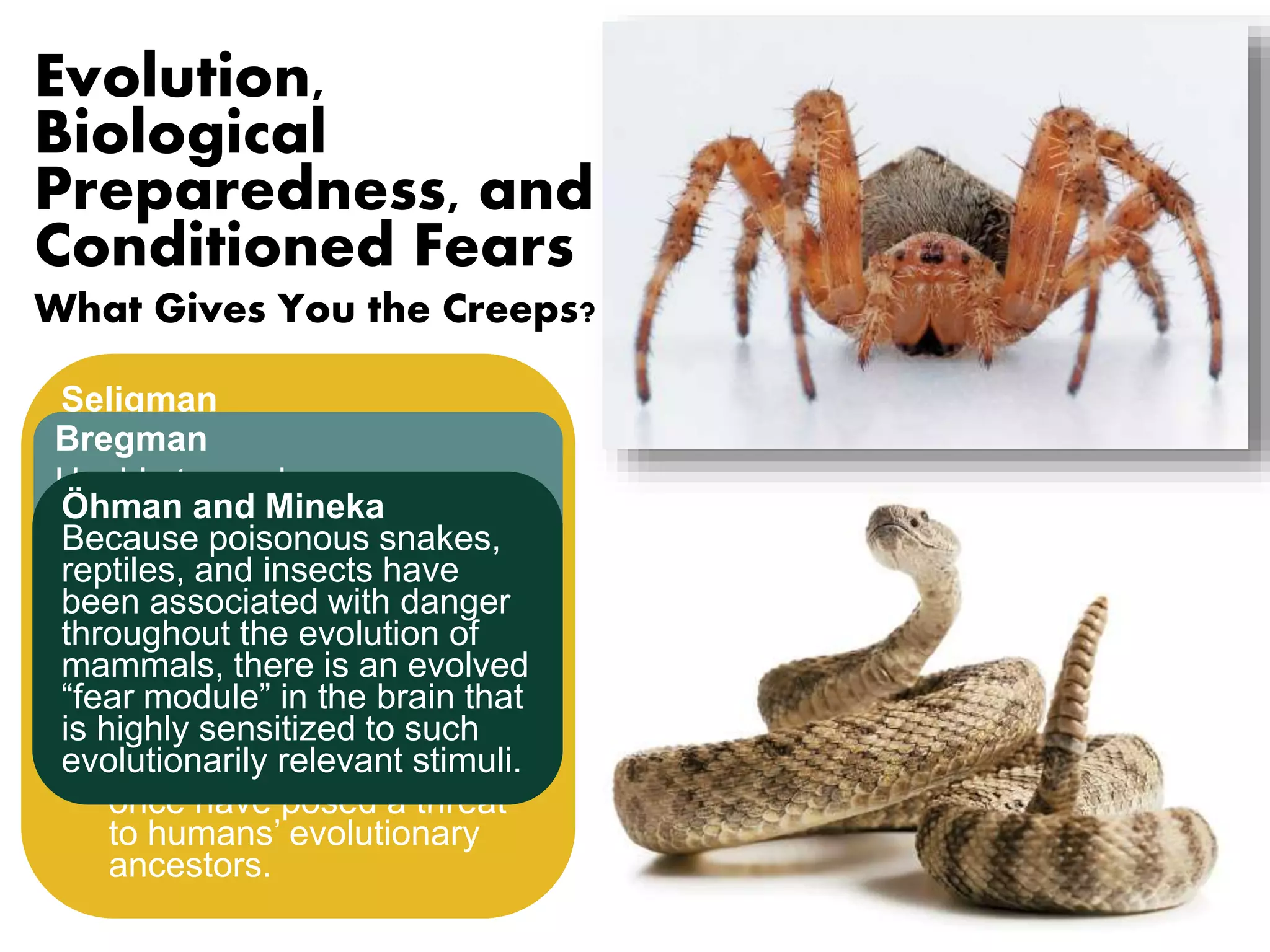 Evolution, 
Biological 
Preparedness, and 
Conditioned Fears 
What Gives You the Creeps? 
Seligman 
• Phobias seem to be quite 
Bregman 
Unable to produce a 
conditioned fear response to 
wooden blocks and curtains. 
Biological 
preparedness—the 
idea that an organism 
is innately predisposed 
to form associations 
between certain stimuli 
and responses. 
selective. Extreme, 
irrational fears of snakes, 
spiders, heights, and small 
enclosed places are 
relatively common. 
Öhman and Mineka 
Because poisonous snakes, 
reptiles, and insects have 
been associated with danger 
throughout the evolution of 
mammals, there is an evolved 
“fear module” in the brain that 
is highly sensitized to such 
evolutionarily relevant stimuli. 
• Humans biologically 
prepared to develop fears 
of objects or situations 
such as snakes, spiders, 
and heights—that may 
once have posed a threat 
to humans’ evolutionary 
ancestors. 
 