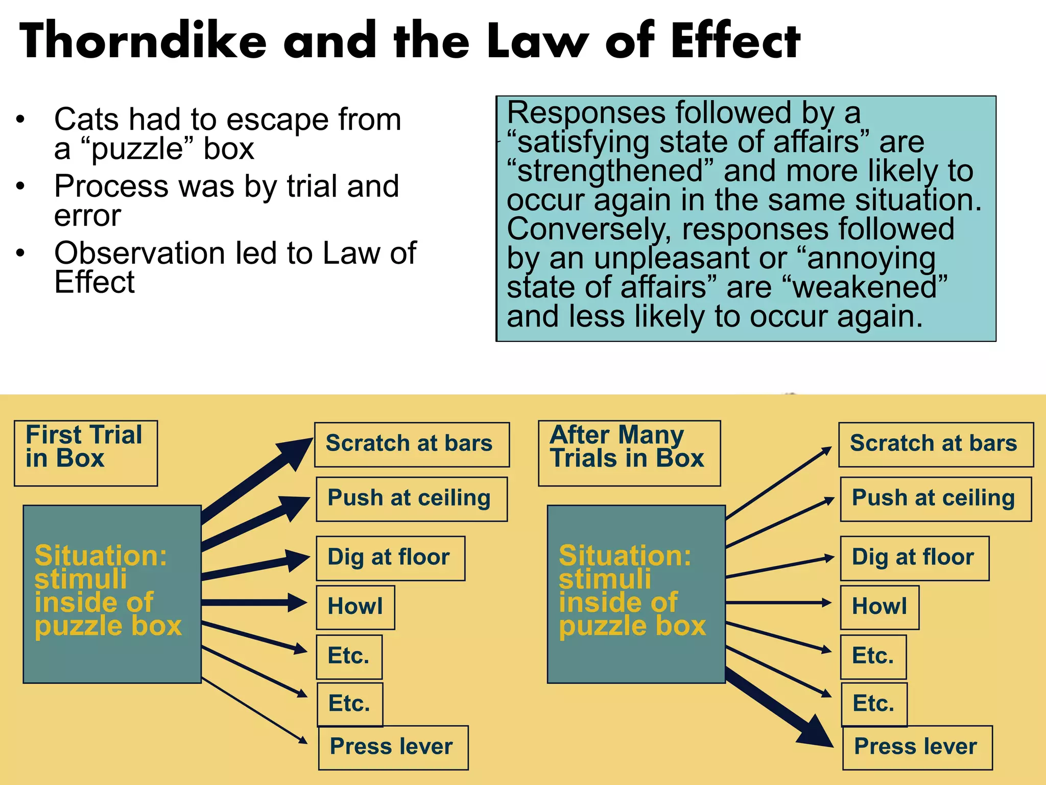 Thorndike and the Law of Effect 
• Cats had to escape from 
a “puzzle” box 
• Process was by trial and 
error 
• Observation led to Law of 
Effect 
Responses followed by a 
“satisfying state of affairs” are 
“strengthened” and more likely to 
occur again in the same situation. 
Conversely, responses followed 
by an unpleasant or “annoying 
state of affairs” are “weakened” 
and less likely to occur again. 
Scratch at bars 
Push at ceiling 
Situation: Dig at floor 
stimuli 
inside of 
Howl 
puzzle box 
Etc. 
Etc. 
Press lever 
First Trial 
in Box 
Scratch at bars 
Push at ceiling 
Situation: Dig at floor 
stimuli 
inside of 
Howl 
puzzle box 
Etc. 
Etc. 
Press lever 
After Many 
Trials in Box 
 