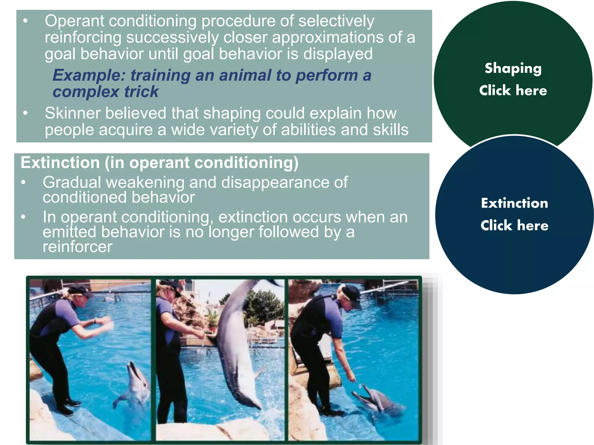 • Operant conditioning procedure of selectively 
reinforcing successively closer approximations of a 
goal behavior until goal behavior is displayed 
Example: training an animal to perform a 
complex trick 
• Skinner believed that shaping could explain how 
people acquire a wide variety of abilities and skills 
Shaping 
Click here 
Extinction (in operant conditioning) 
• Gradual weakening and disappearance of 
conditioned behavior 
• In operant conditioning, extinction occurs when an 
emitted behavior is no longer followed by a 
reinforcer 
Extinction 
Click here 
 