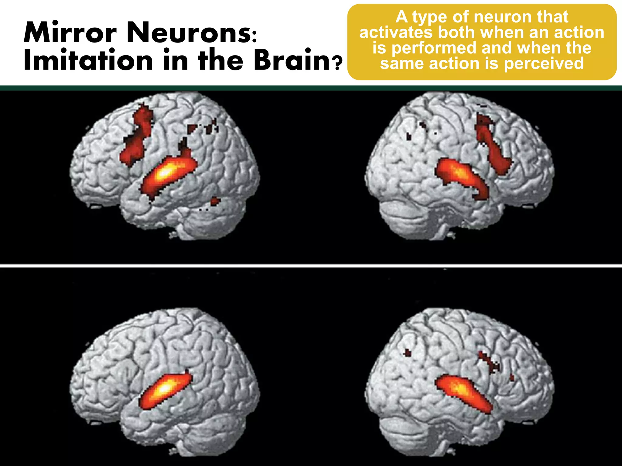 Mirror Neurons: 
Imitation in the Brain? 
Giacomo Rizzolatti—The major discovery: 
• Record from monkey motor cortex cells as monkey 
watched a lab assistant pick up a peanut, a neuron fired 
in the monkey’s brain—the same neuron that fired when 
monkey itself picked up a peanut. 
• Mirror neurons have been found in many brain regions. 
• MRI and direct recording indicate the existence of mirror 
neurons in people. 
A type of neuron that 
activates both when an action 
is performed and when the 
same action is perceived 
 