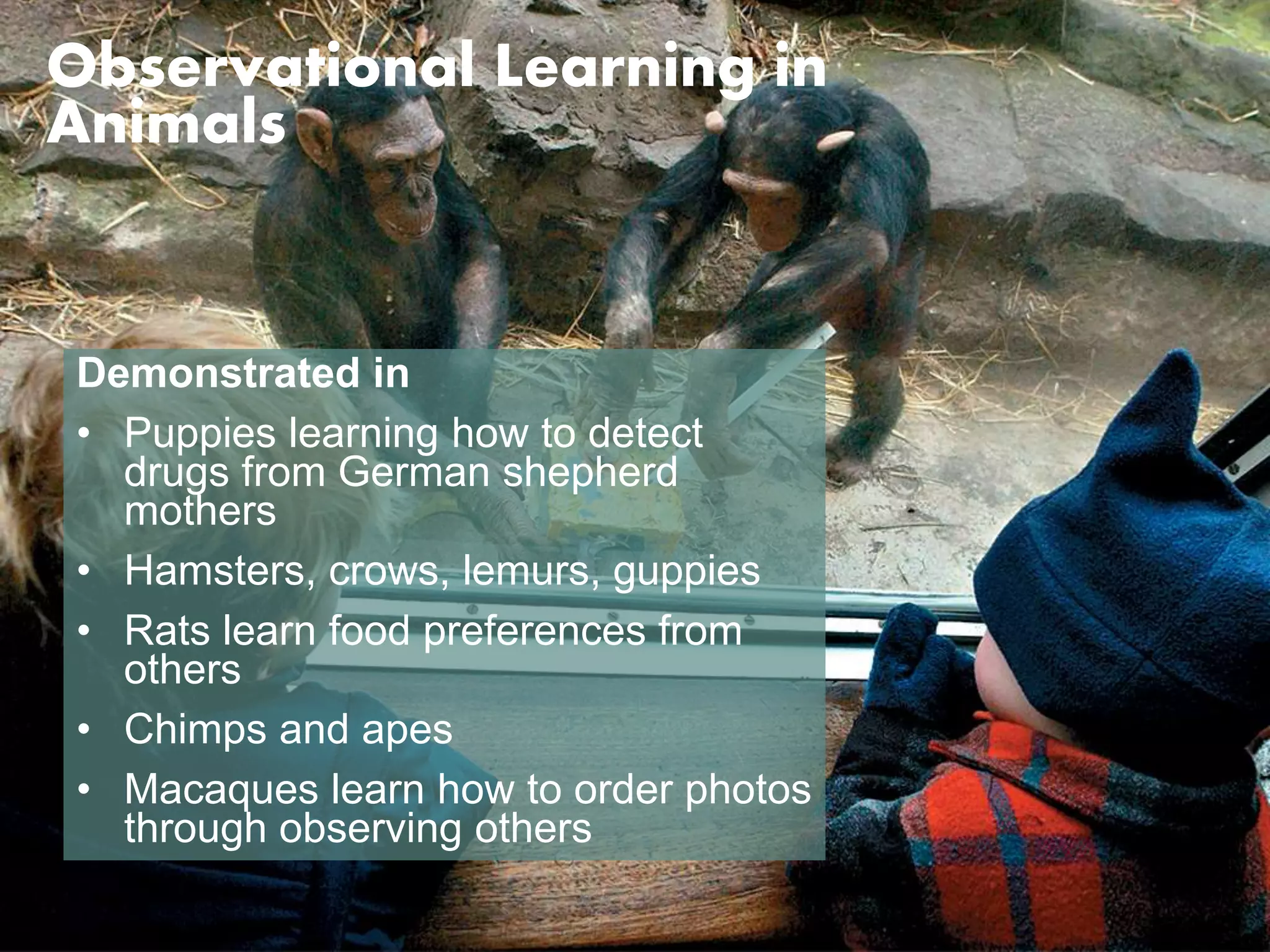 Observational Learning in 
Animals 
Demonstrated in 
• Puppies learning how to detect 
drugs from German shepherd 
mothers 
• Hamsters, crows, lemurs, guppies 
• Rats learn food preferences from 
others 
• Chimps and apes 
• Macaques learn how to order photos 
through observing others 
 