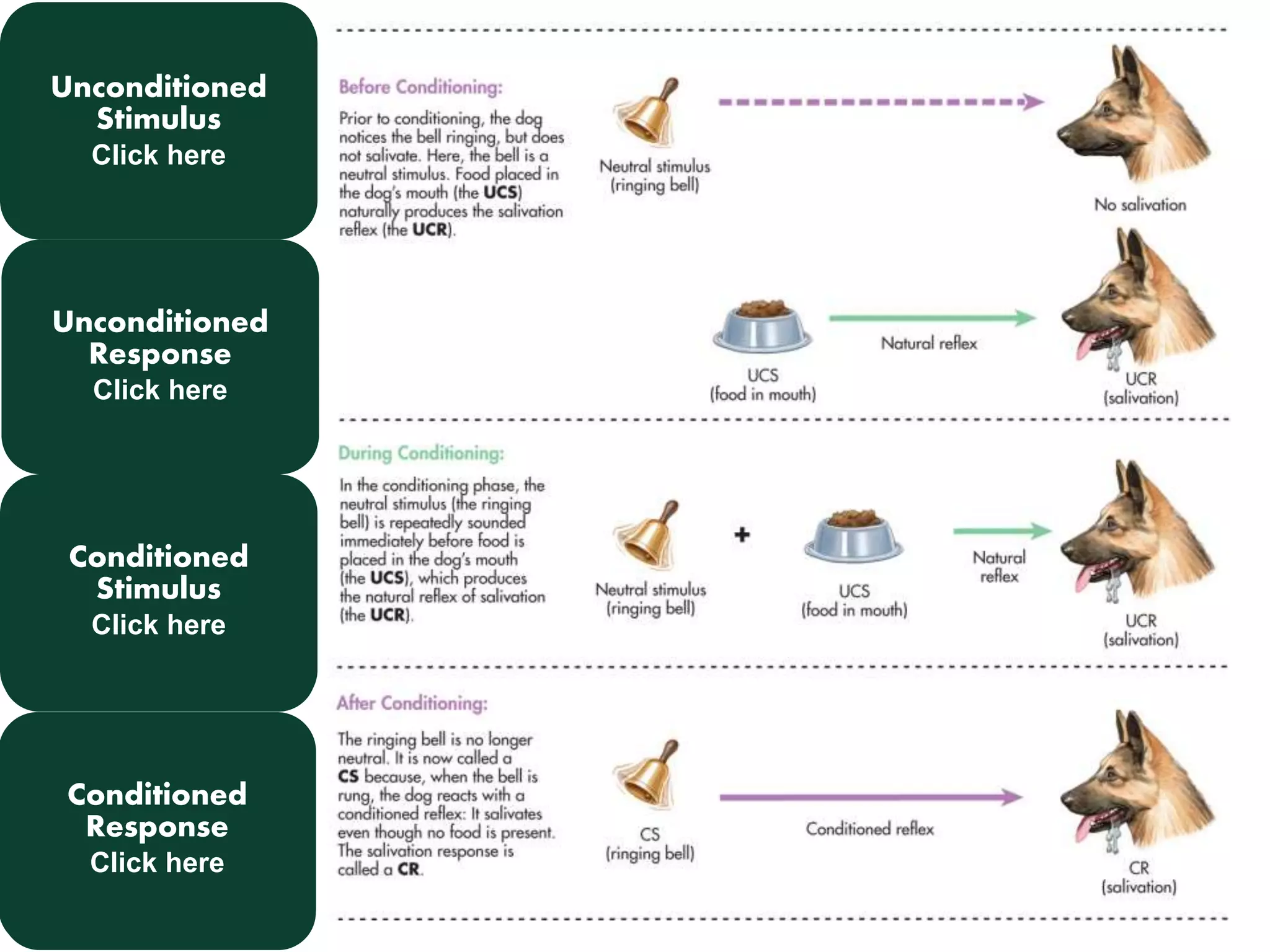 Unconditioned 
stimulus (UCS): 
natural Unconditioned 
stimulus that 
reflexively Stimulus 
elicits a 
response without 
need for Click prior 
here 
learning. Meat 
Unconditioned 
response (UCR): 
unlearned, Unconditioned 
reflexive 
response Response 
that is 
elicited by an 
unconditioned 
Click here 
stimulus. Salivating 
to meat 
Conditioned 
stimulus (CS): a 
formerly Conditioned 
neutral 
stimulus Stimulus 
that acquires 
the capacity to elicit a 
reflexive Click response. 
here 
Bell presented 
before meat 
Conditioned 
response learned, Conditioned 
(CR): 
reflexive 
response Response 
to a 
conditioned Click here 
stimulus. 
Salivating to bell 
alone 
 