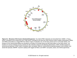 © 2020 Elsevier Inc. All rights reserved. 3
Figure 5–2. Structure of the human mitochondrial genome. Two distinct RNA molecules are transcribed from mtDNA: a “heavy
strand” (indicated by the orange line) and a “light strand” (indicated by the blue line). Both strands contain multiple coding genes, tRNAs,
and rRNAs transcribed as a single RNA from distinct origins of replication (OH for the heavy strand and OL for the light strand). The
locations of the mitochondrial tRNAs are indicated by red letters on the light strand and with black letters on the heavy strand. The
locations of common disease-causing variants are also indicated, based on the following abbreviations: DEAF, familial progressive
sensorineural deafness; LHON, Leber’s hereditary optic neuropathy; MELAS, mitochondrial encephalomyopathy, lactic acidosis, and
stroke-like episodes; MERRF, myoclonic epilepsy with ragged red fibers; and NARP, neuropathy, ataxia, and retinitis pigmentosa.
 