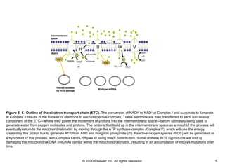 © 2020 Elsevier Inc. All rights reserved. 5
Figure 5–4. Outline of the electron transport chain (ETC). The conversion of NADH to NAD+
at Complex I and succinate to fumarate
at Complex II results in the transfer of electrons to each respective complex. These electrons are then transferred to each successive
component of the ETC—where they power the movement of protons into the intermembrane space—before ultimately being used to
generate water from oxygen molecules and protons. The protons that build up in the intermembrane space as a result of this process will
eventually return to the mitochondrial matrix by moving through the ATP synthase complex (Complex V), which will use the energy
created by this proton flux to generate ATP from ADP and inorganic phosphate (Pi). Reactive oxygen species (ROS) will be generated as
a byproduct of this process, with Complex I and Complex III being major contributors. Some of these ROS byproducts will end up
damaging the mitochondrial DNA (mtDNA) carried within the mitochondrial matrix, resulting in an accumulation of mtDNA mutations over
time.
 