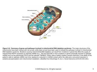 © 2020 Elsevier Inc. All rights reserved. 9
Figure 5–8. Summary of genes and pathways involved in mitochondrial DNA depletion syndrome. The major structures of the
mitochondria have been marked with red arrows, while black arrows have been used to indicate the pathways involved in mitochondrial
DNA depletion syndrome. Mutations causing mitochondrial DNA depletion can result from mutations in genes that affect the supply of
mitochondrial dNTPs necessary to replicate mtDNA (e.g., TK2 and DGUOK) or from mutations in genes physically required to replicate
mtDNA such as the polymerase POLG and the helicase TWINKLE. Either class of defect creates a severe restriction in the ability of the
patient’s cells to replicate mtDNA over time, leading to a reduction in mtDNA content within the cells and a concurrent reduction in
oxidative phosphorylation and mitochondrial metabolism. (Modified from Brockhage R, et al. J Genet Genomics 2018;45:333–335.)
 