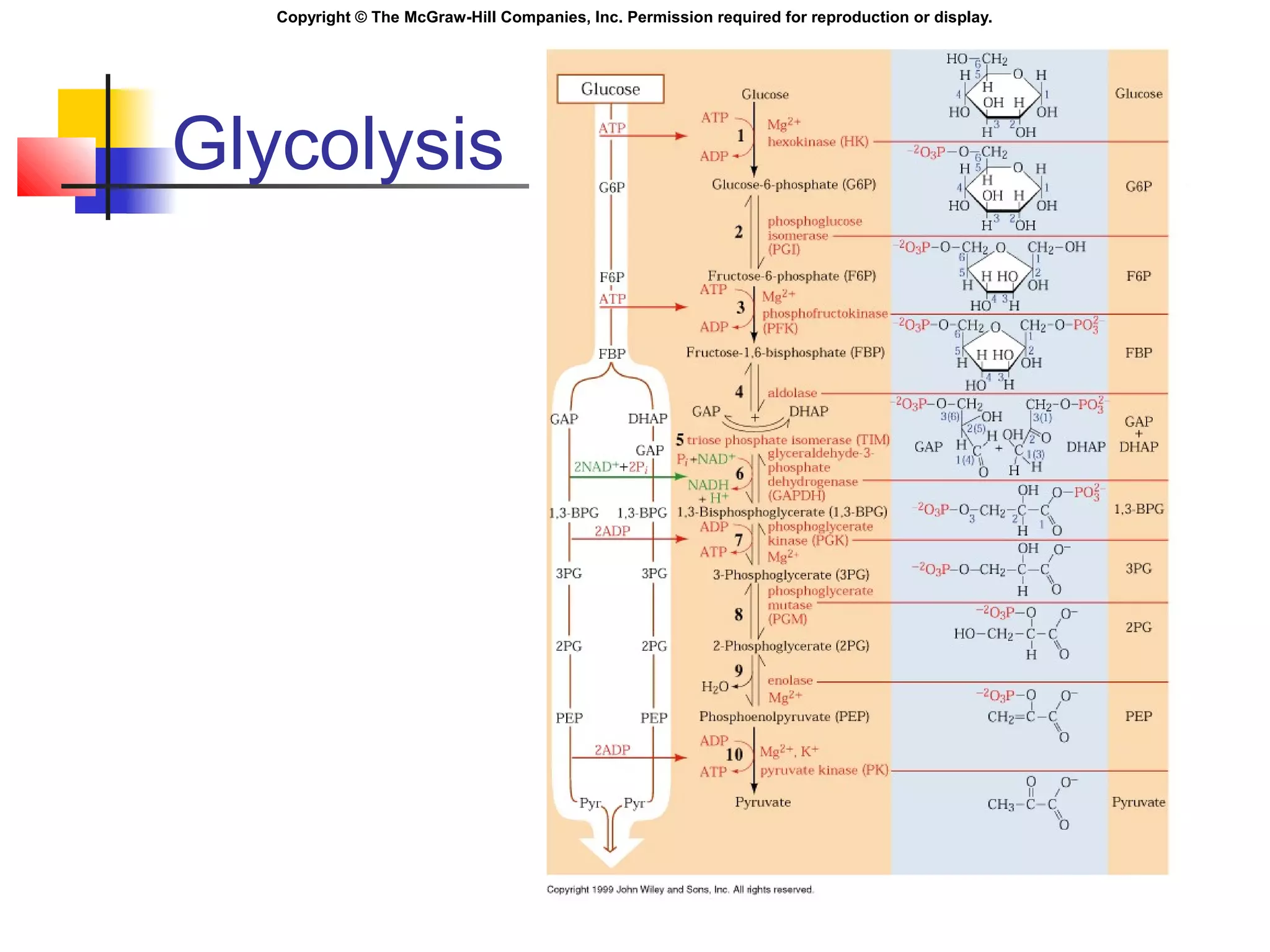 Copyright © The McGraw-Hill Companies, Inc. Permission required for reproduction or display.
Glycolysis
 