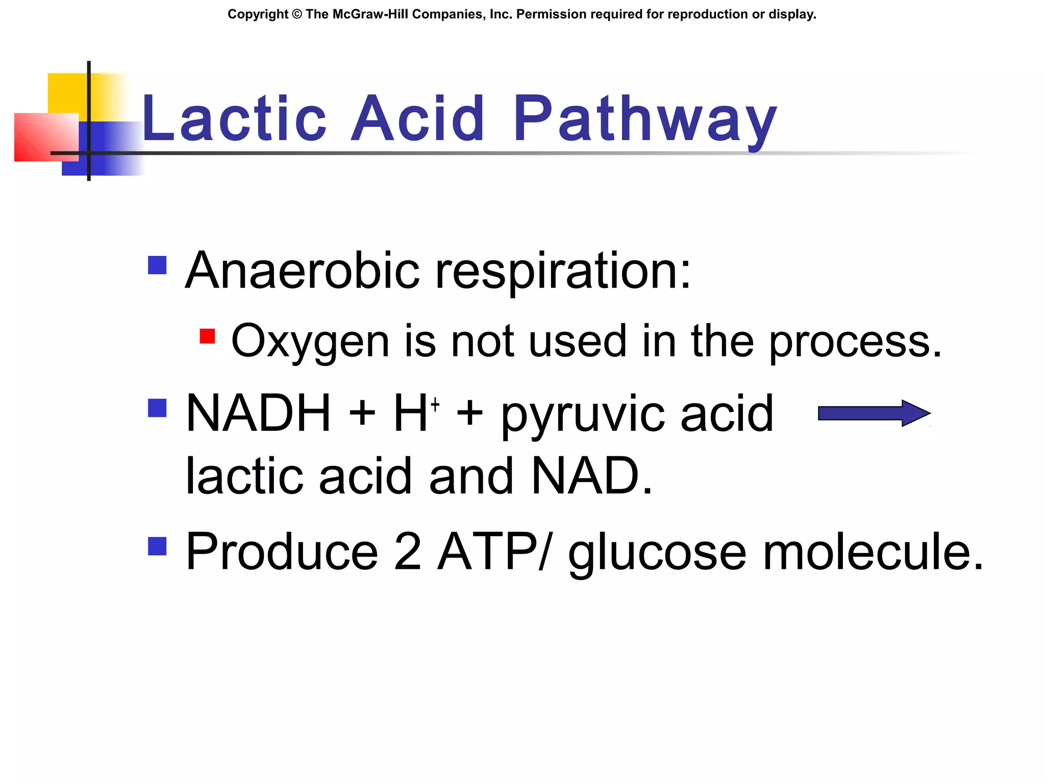 Copyright © The McGraw-Hill Companies, Inc. Permission required for reproduction or display.
Lactic Acid Pathway
 Anaerobic respiration:
 Oxygen is not used in the process.
 NADH + H+
+ pyruvic acid
lactic acid and NAD.
 Produce 2 ATP/ glucose molecule.
 