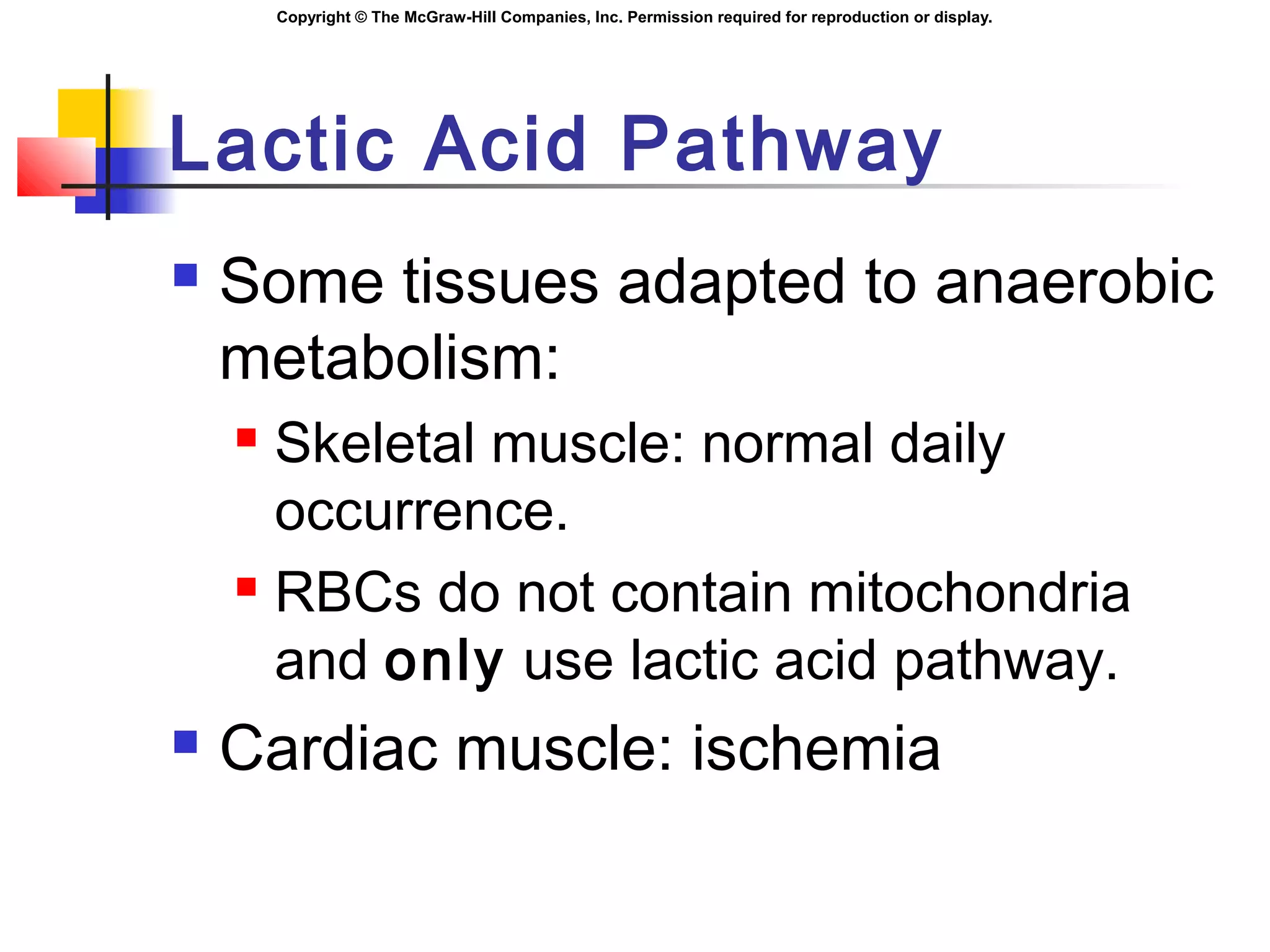 Copyright © The McGraw-Hill Companies, Inc. Permission required for reproduction or display.
Lactic Acid Pathway
 Some tissues adapted to anaerobic
metabolism:
 Skeletal muscle: normal daily
occurrence.
 RBCs do not contain mitochondria
and only use lactic acid pathway.
 Cardiac muscle: ischemia
 