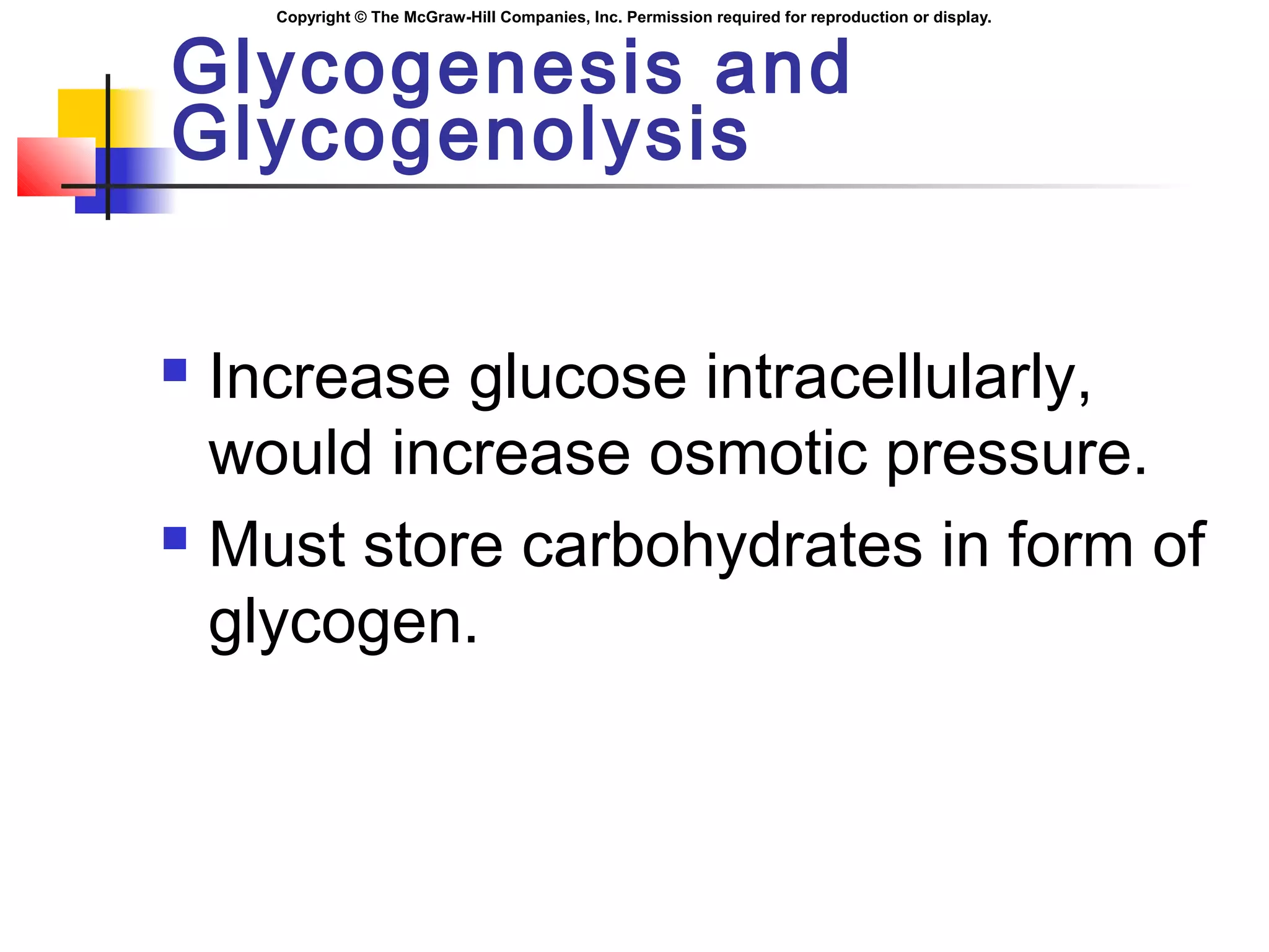 Copyright © The McGraw-Hill Companies, Inc. Permission required for reproduction or display.
Glycogenesis and
Glycogenolysis
 Increase glucose intracellularly,
would increase osmotic pressure.
 Must store carbohydrates in form of
glycogen.
 