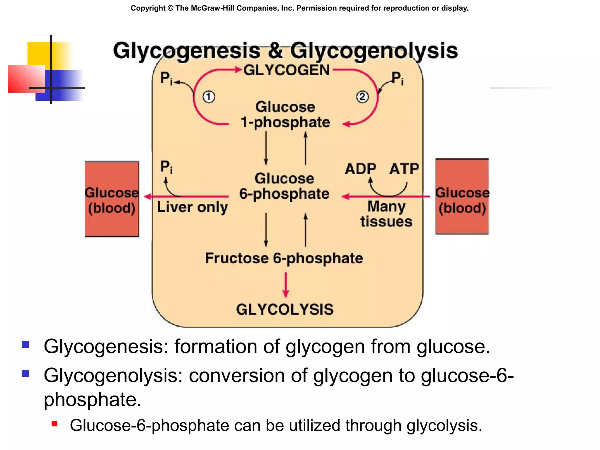 Copyright © The McGraw-Hill Companies, Inc. Permission required for reproduction or display.
 Glycogenesis: formation of glycogen from glucose.
 Glycogenolysis: conversion of glycogen to glucose-6-
phosphate.
 Glucose-6-phosphate can be utilized through glycolysis.
 