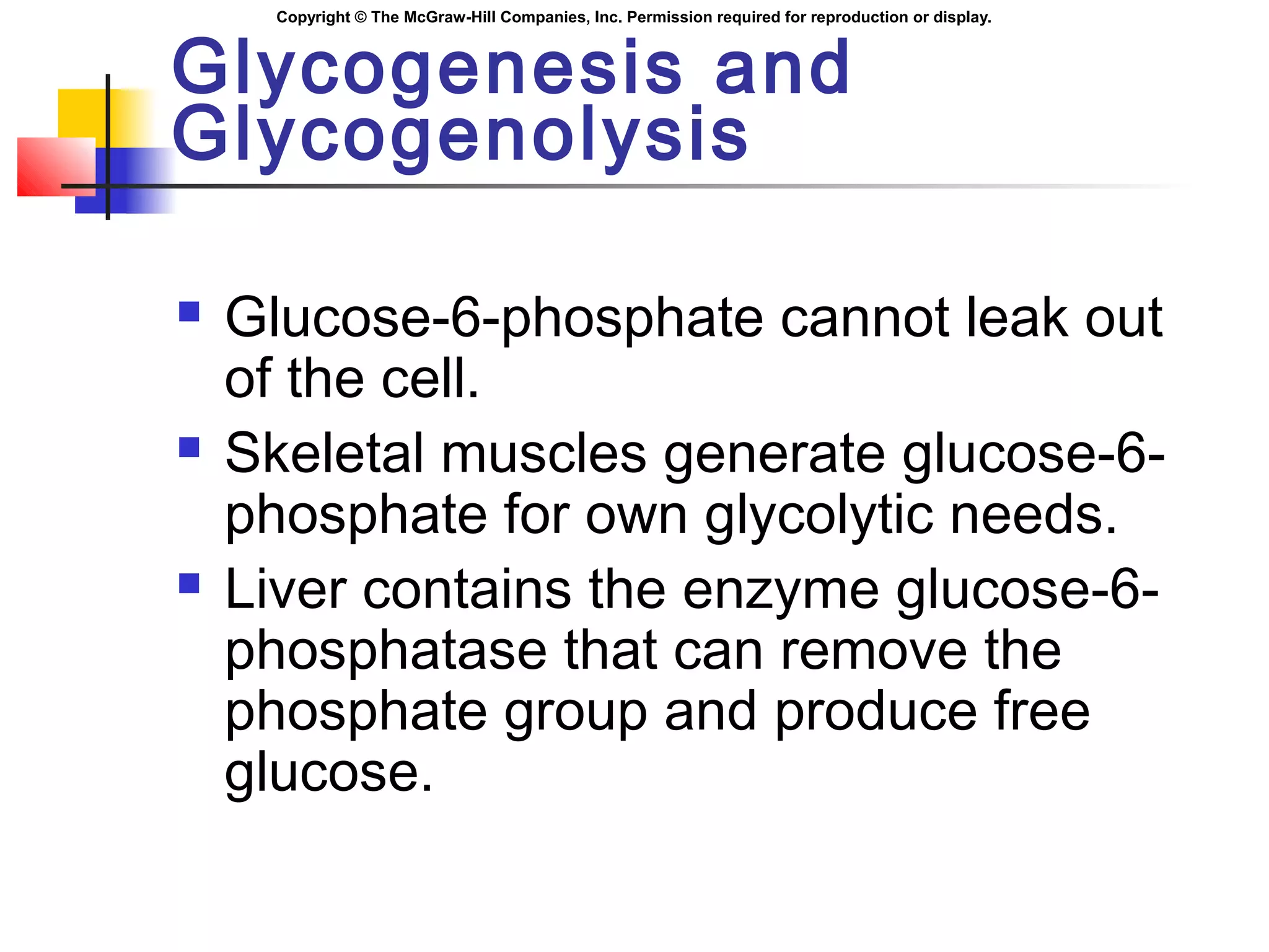 Copyright © The McGraw-Hill Companies, Inc. Permission required for reproduction or display.
Glycogenesis and
Glycogenolysis
 Glucose-6-phosphate cannot leak out
of the cell.
 Skeletal muscles generate glucose-6-
phosphate for own glycolytic needs.
 Liver contains the enzyme glucose-6-
phosphatase that can remove the
phosphate group and produce free
glucose.
 