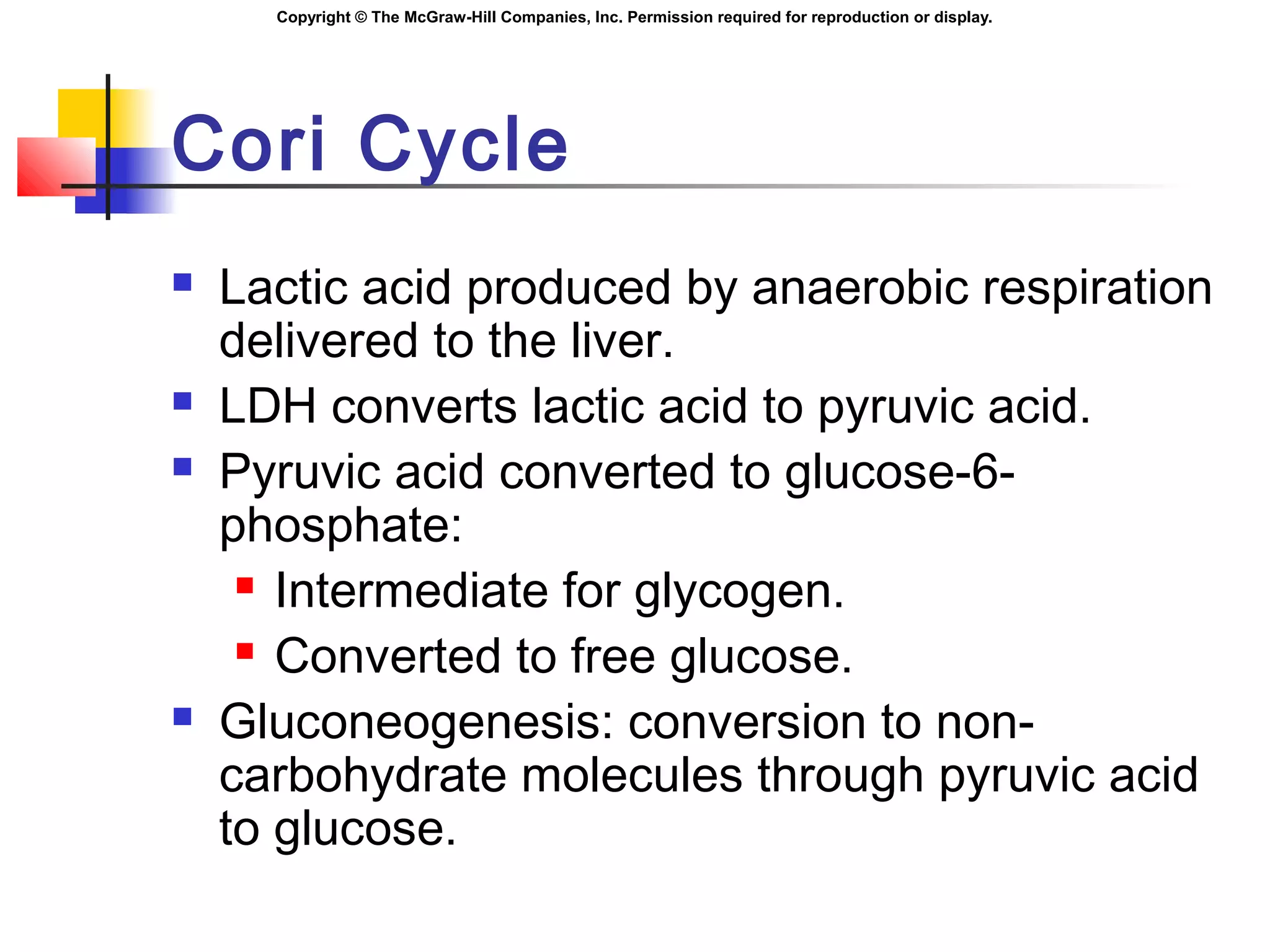 Copyright © The McGraw-Hill Companies, Inc. Permission required for reproduction or display.
Cori Cycle
 Lactic acid produced by anaerobic respiration
delivered to the liver.
 LDH converts lactic acid to pyruvic acid.
 Pyruvic acid converted to glucose-6-
phosphate:
 Intermediate for glycogen.
 Converted to free glucose.
 Gluconeogenesis: conversion to non-
carbohydrate molecules through pyruvic acid
to glucose.
 