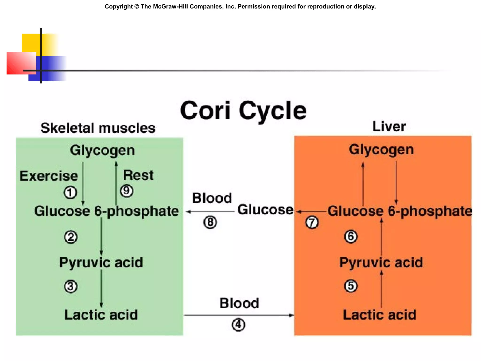 Copyright © The McGraw-Hill Companies, Inc. Permission required for reproduction or display.
 