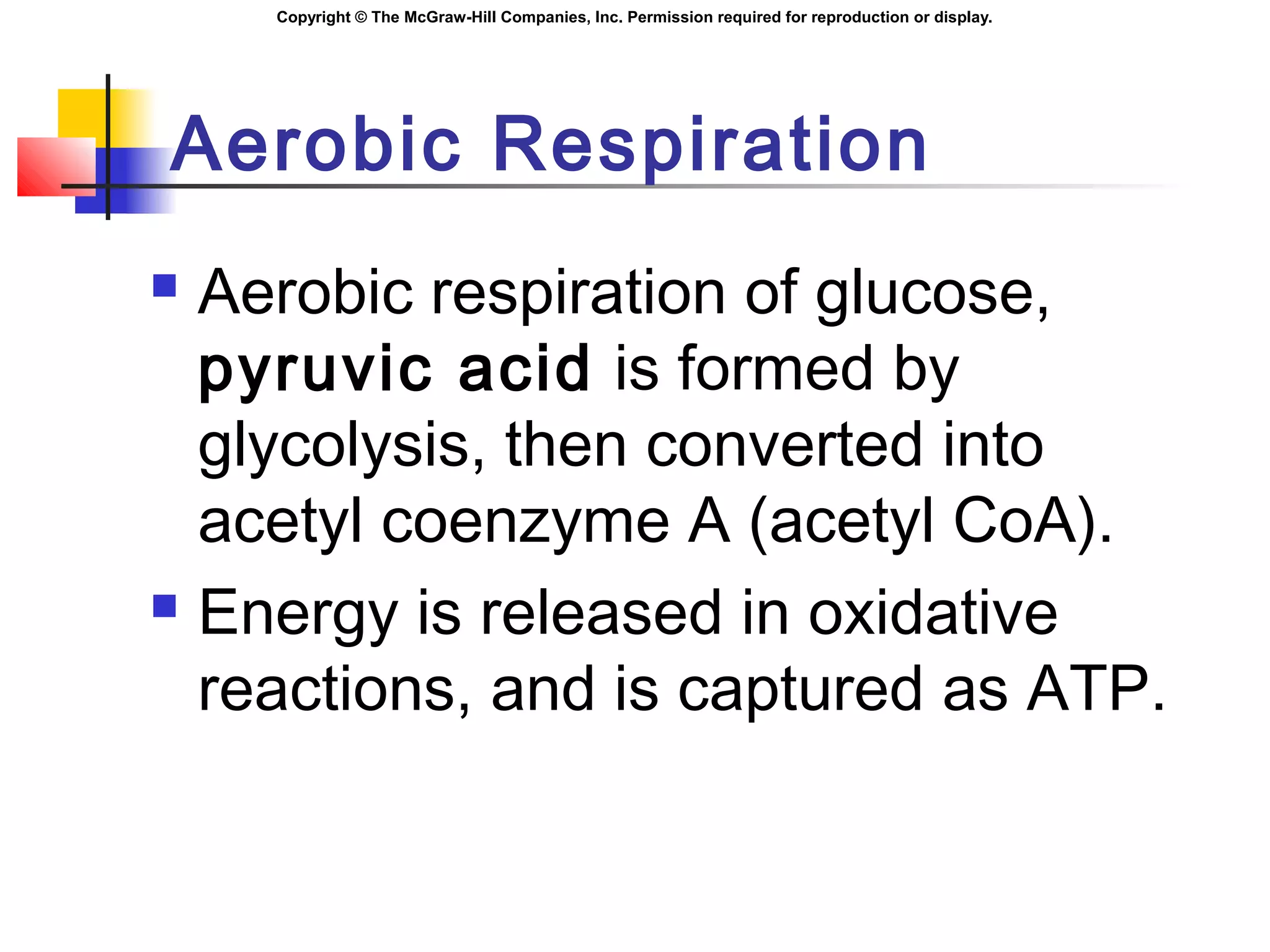 Copyright © The McGraw-Hill Companies, Inc. Permission required for reproduction or display.
Aerobic Respiration
 Aerobic respiration of glucose,
pyruvic acid is formed by
glycolysis, then converted into
acetyl coenzyme A (acetyl CoA).
 Energy is released in oxidative
reactions, and is captured as ATP.
 