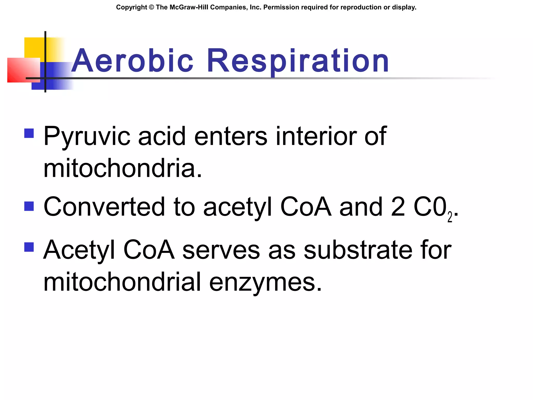 Copyright © The McGraw-Hill Companies, Inc. Permission required for reproduction or display.
Aerobic Respiration
 Pyruvic acid enters interior of
mitochondria.
 Converted to acetyl CoA and 2 C02.
 Acetyl CoA serves as substrate for
mitochondrial enzymes.
 