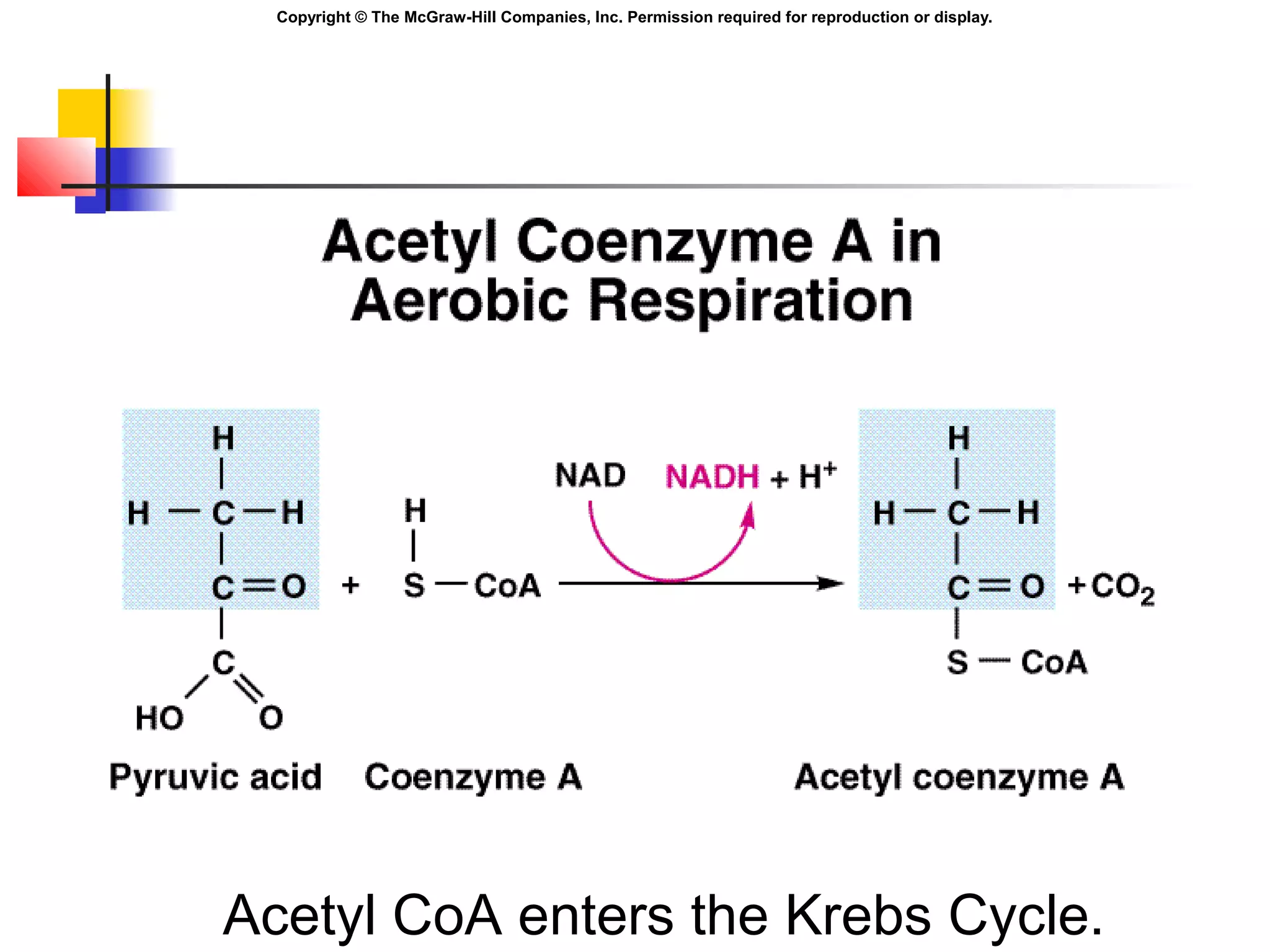 Copyright © The McGraw-Hill Companies, Inc. Permission required for reproduction or display.
Acetyl CoA enters the Krebs Cycle.
 