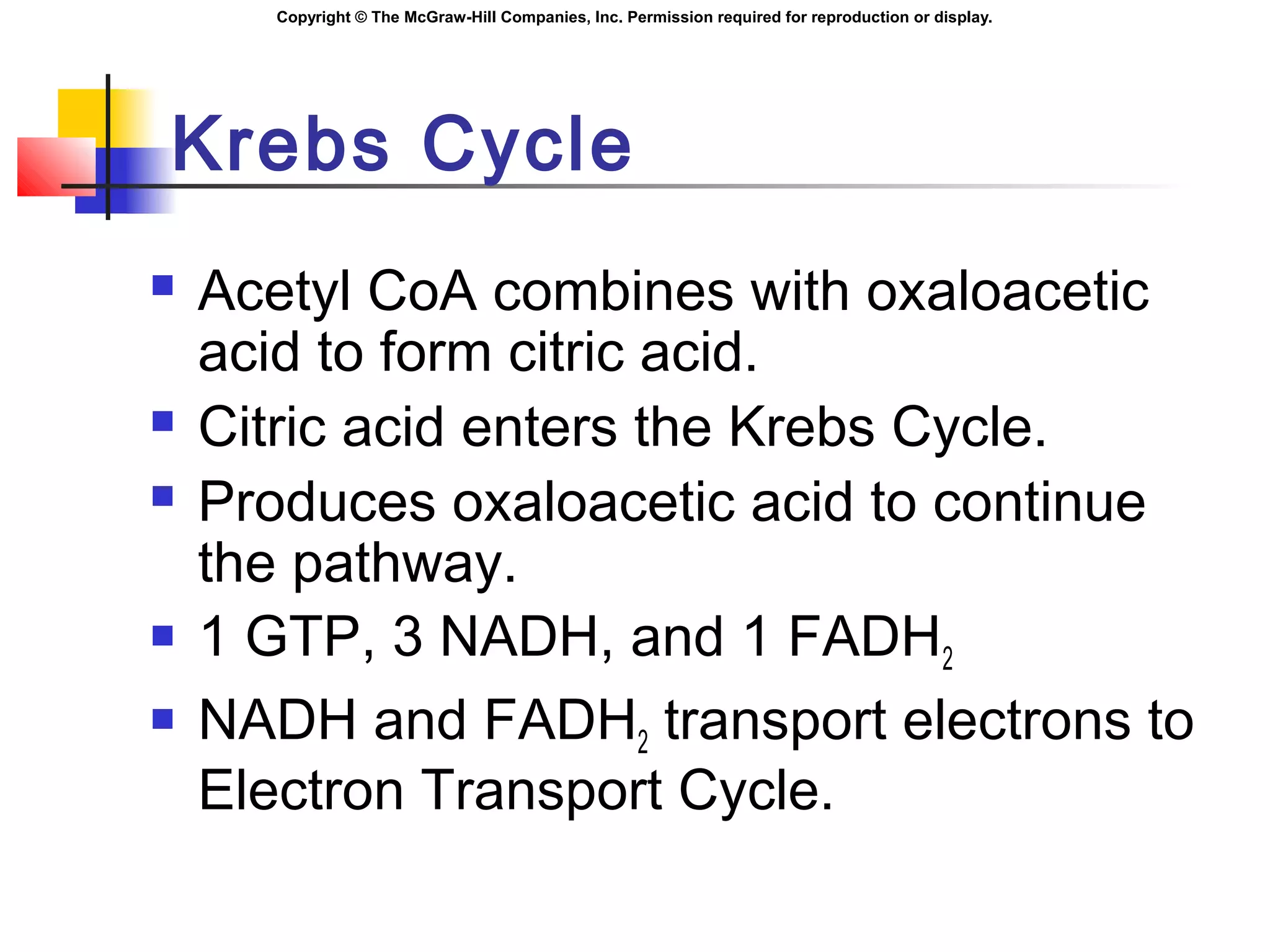 Copyright © The McGraw-Hill Companies, Inc. Permission required for reproduction or display.
Krebs Cycle
 Acetyl CoA combines with oxaloacetic
acid to form citric acid.
 Citric acid enters the Krebs Cycle.
 Produces oxaloacetic acid to continue
the pathway.
 1 GTP, 3 NADH, and 1 FADH2
 NADH and FADH2 transport electrons to
Electron Transport Cycle.
 
