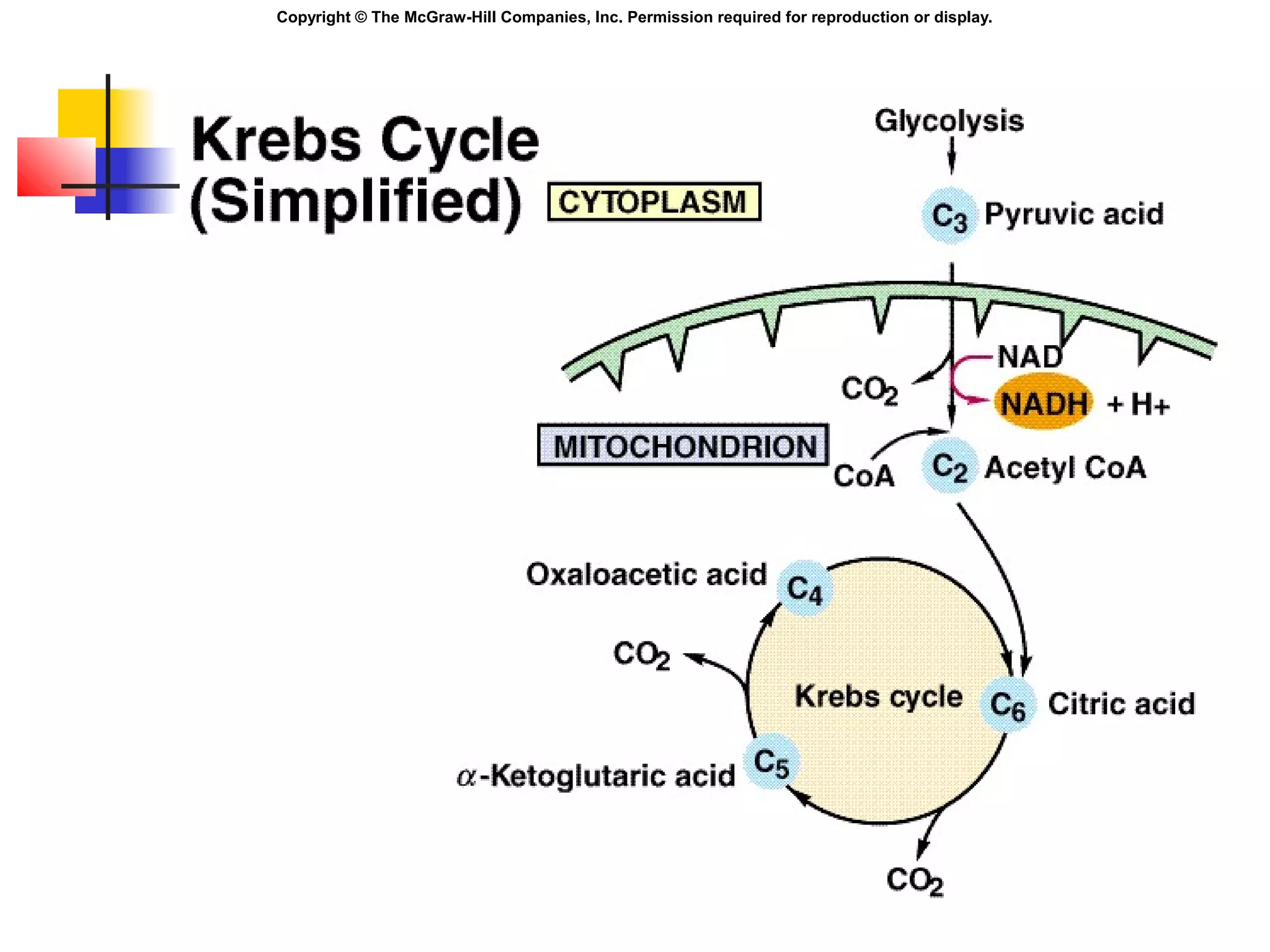 Copyright © The McGraw-Hill Companies, Inc. Permission required for reproduction or display.
 