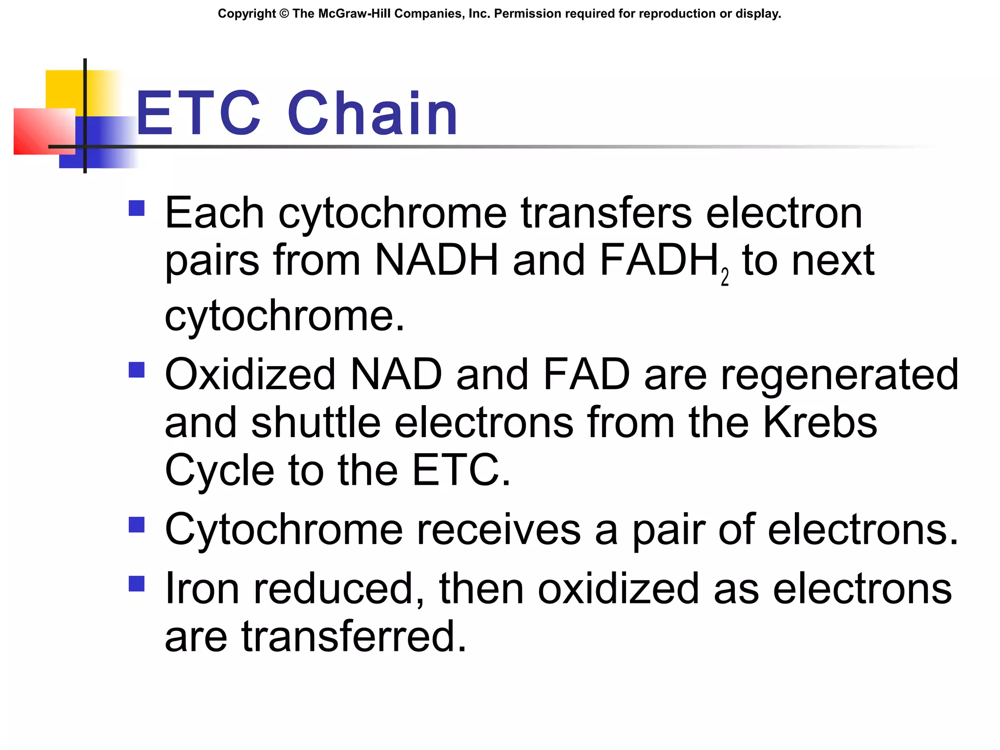 Copyright © The McGraw-Hill Companies, Inc. Permission required for reproduction or display.
ETC Chain
 Each cytochrome transfers electron
pairs from NADH and FADH2 to next
cytochrome.
 Oxidized NAD and FAD are regenerated
and shuttle electrons from the Krebs
Cycle to the ETC.
 Cytochrome receives a pair of electrons.
 Iron reduced, then oxidized as electrons
are transferred.
 