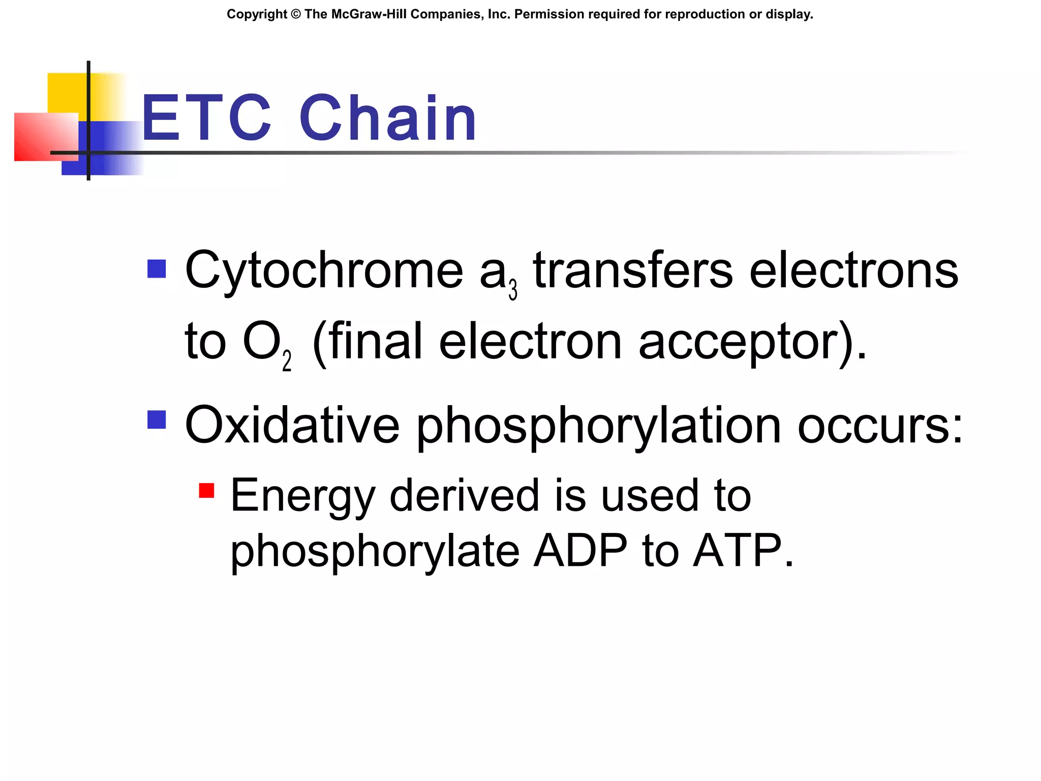 Copyright © The McGraw-Hill Companies, Inc. Permission required for reproduction or display.
ETC Chain
 Cytochrome a3 transfers electrons
to O2 (final electron acceptor).
 Oxidative phosphorylation occurs:
 Energy derived is used to
phosphorylate ADP to ATP.
 