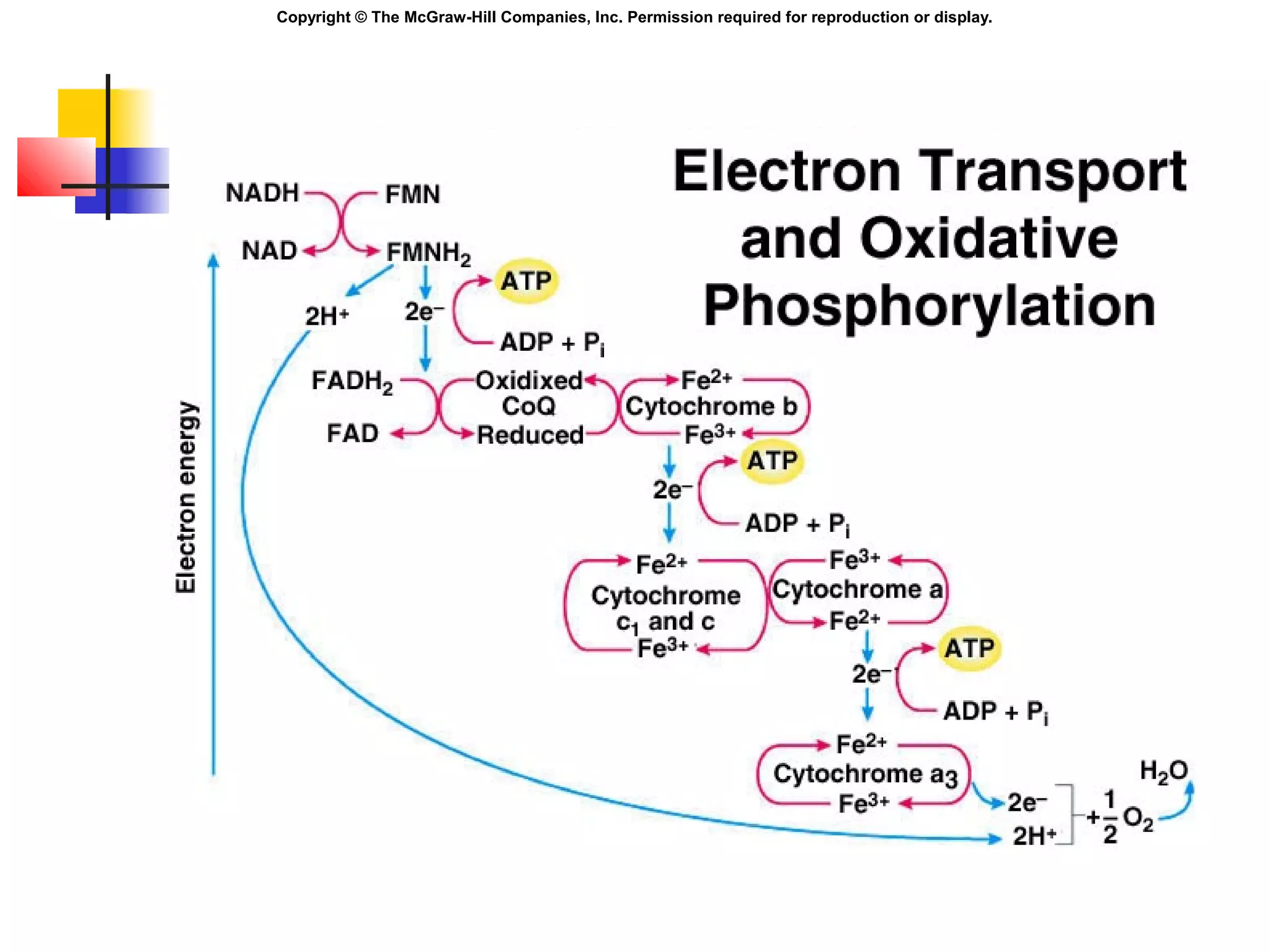 Copyright © The McGraw-Hill Companies, Inc. Permission required for reproduction or display.
 