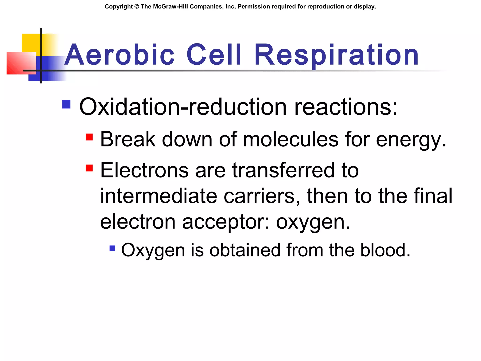 Copyright © The McGraw-Hill Companies, Inc. Permission required for reproduction or display.
Aerobic Cell Respiration
 Oxidation-reduction reactions:
 Break down of molecules for energy.
 Electrons are transferred to
intermediate carriers, then to the final
electron acceptor: oxygen.

Oxygen is obtained from the blood.
 
