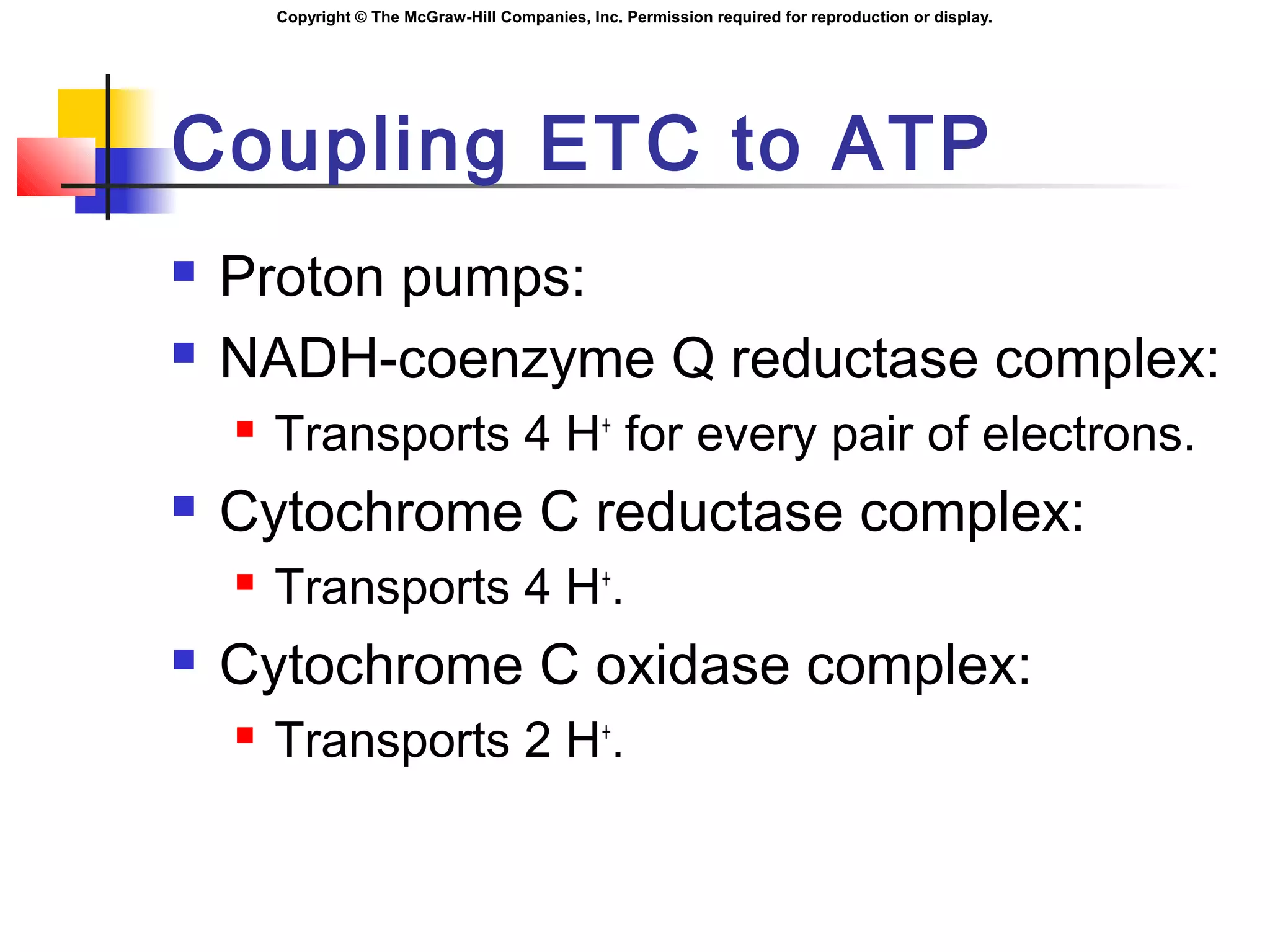 Copyright © The McGraw-Hill Companies, Inc. Permission required for reproduction or display.
Coupling ETC to ATP
 Proton pumps:
 NADH-coenzyme Q reductase complex:
 Transports 4 H+
for every pair of electrons.
 Cytochrome C reductase complex:
 Transports 4 H+
.
 Cytochrome C oxidase complex:
 Transports 2 H+
.
 
