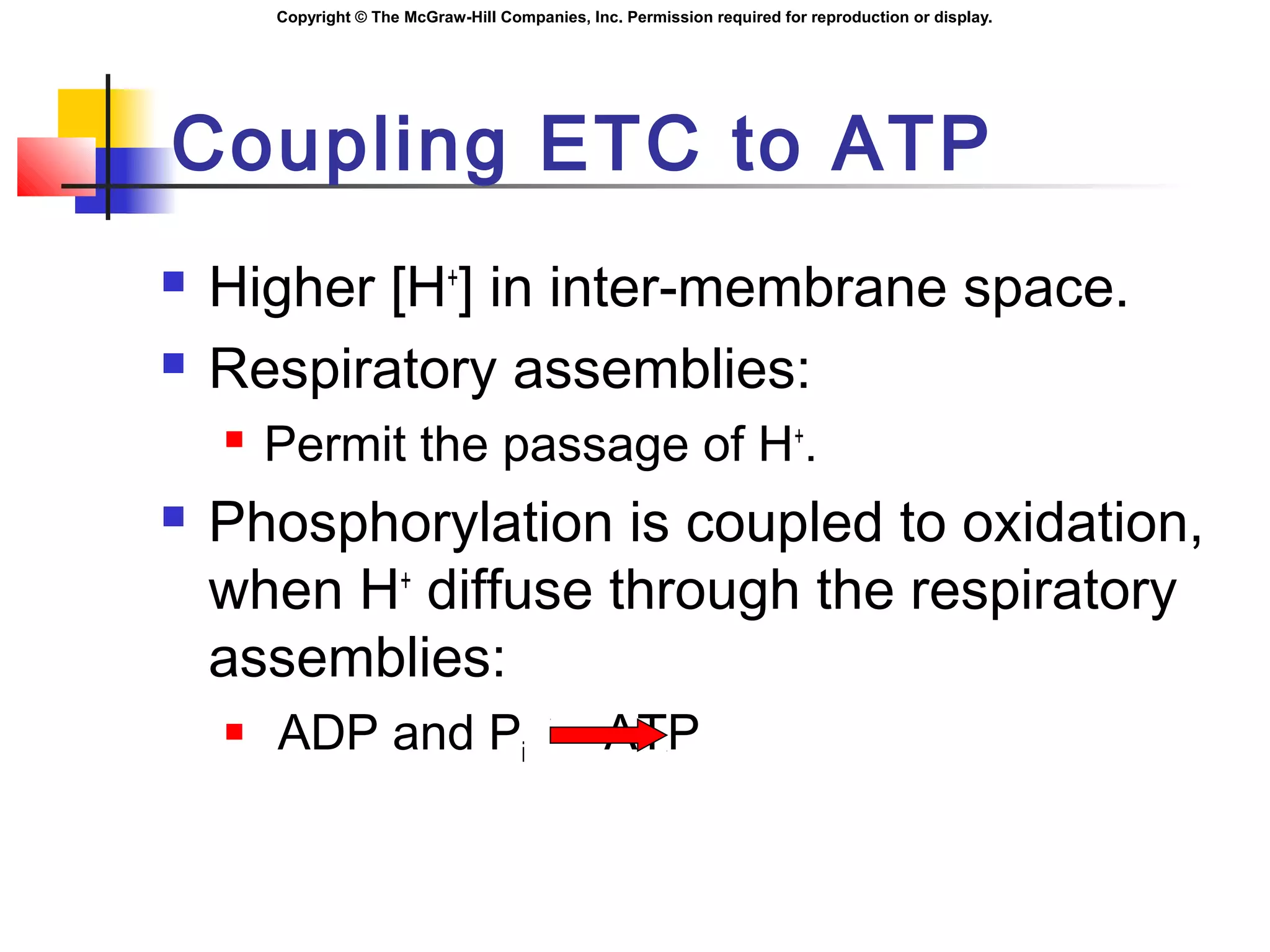 Copyright © The McGraw-Hill Companies, Inc. Permission required for reproduction or display.
Coupling ETC to ATP
 Higher [H+
] in inter-membrane space.
 Respiratory assemblies:
 Permit the passage of H+
.
 Phosphorylation is coupled to oxidation,
when H+
diffuse through the respiratory
assemblies:
 ADP and Pi ATP
 