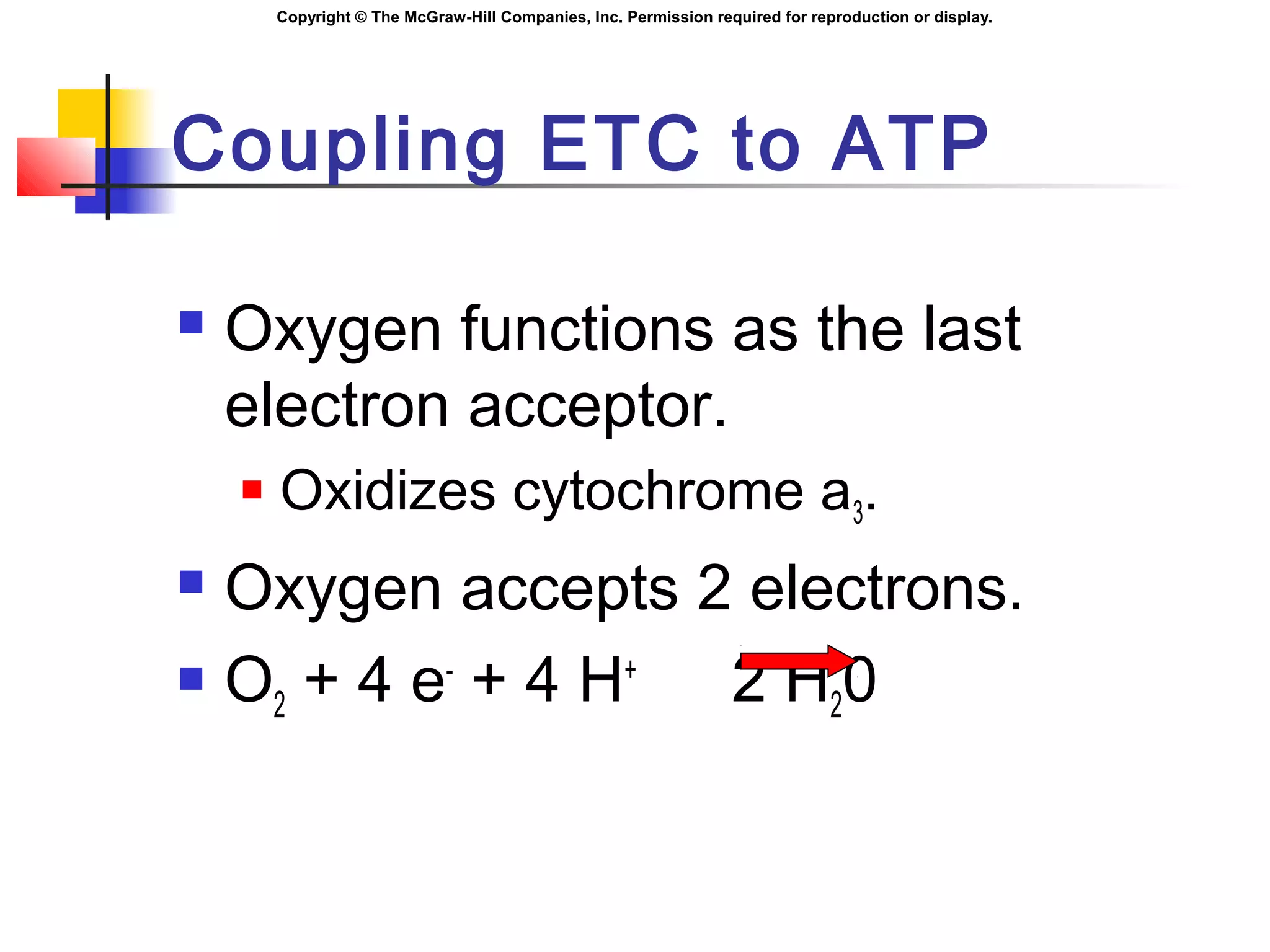 Copyright © The McGraw-Hill Companies, Inc. Permission required for reproduction or display.
Coupling ETC to ATP
 Oxygen functions as the last
electron acceptor.
 Oxidizes cytochrome a3.
 Oxygen accepts 2 electrons.
 O2 + 4 e-
+ 4 H+
2 H20
 