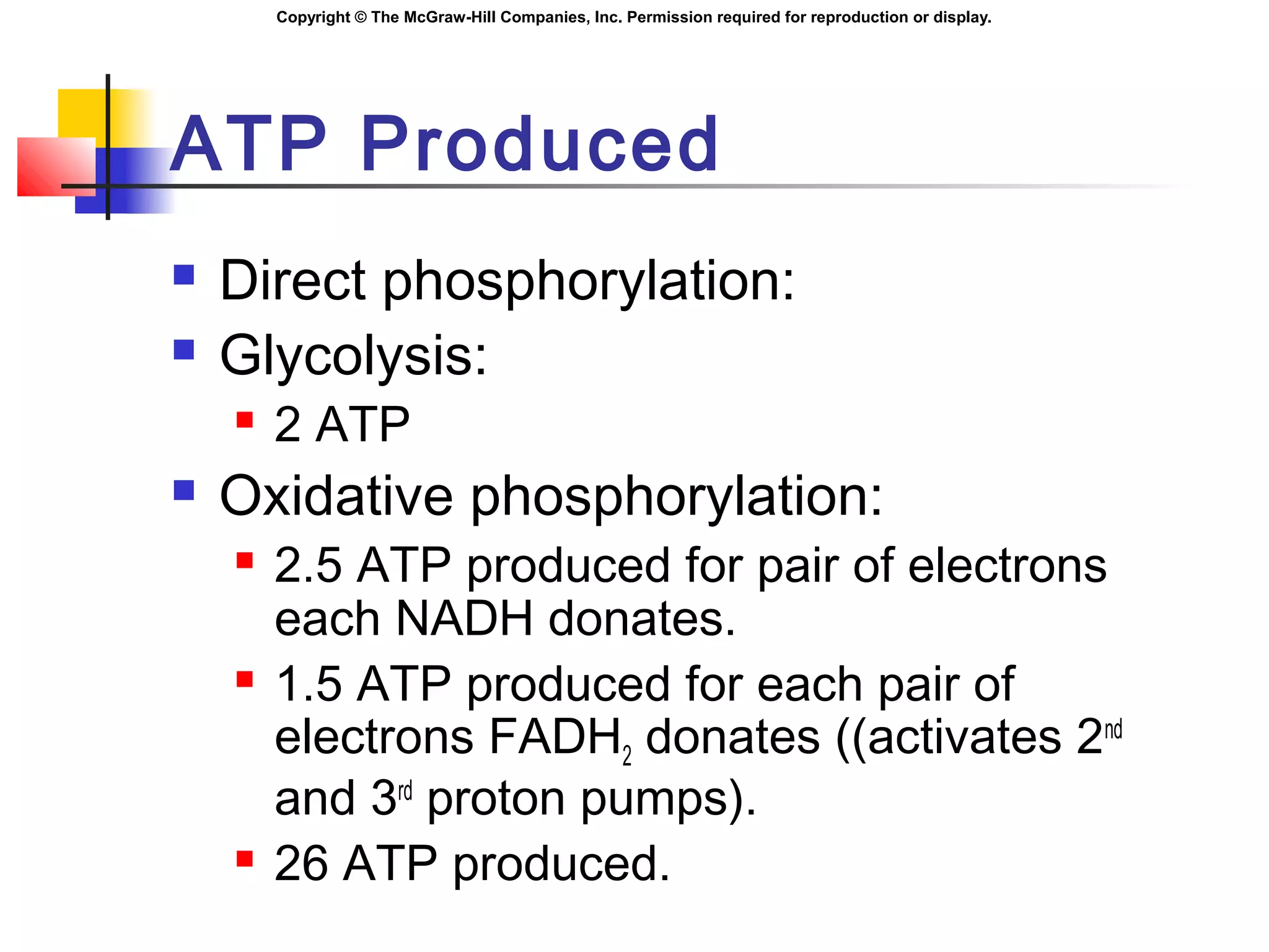 Copyright © The McGraw-Hill Companies, Inc. Permission required for reproduction or display.
ATP Produced
 Direct phosphorylation:
 Glycolysis:
 2 ATP
 Oxidative phosphorylation:
 2.5 ATP produced for pair of electrons
each NADH donates.
 1.5 ATP produced for each pair of
electrons FADH2 donates ((activates 2nd
and 3rd
proton pumps).
 26 ATP produced.
 