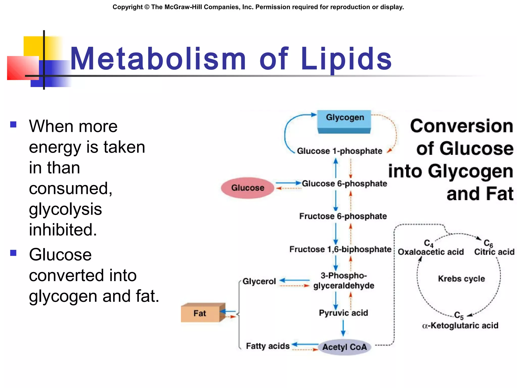 Copyright © The McGraw-Hill Companies, Inc. Permission required for reproduction or display.
Metabolism of Lipids
 When more
energy is taken
in than
consumed,
glycolysis
inhibited.
 Glucose
converted into
glycogen and fat.
 