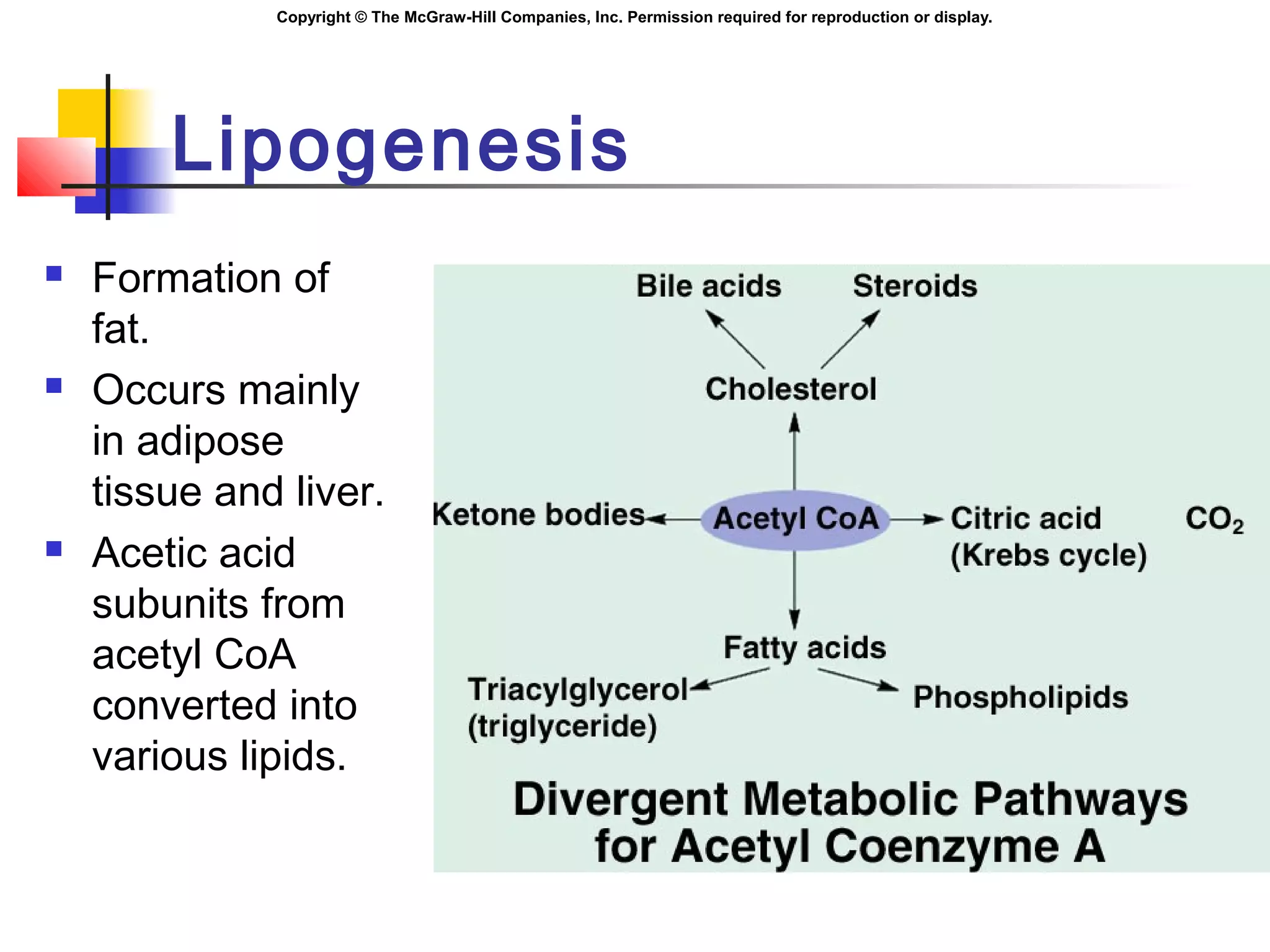 Copyright © The McGraw-Hill Companies, Inc. Permission required for reproduction or display.
Lipogenesis
 Formation of
fat.
 Occurs mainly
in adipose
tissue and liver.
 Acetic acid
subunits from
acetyl CoA
converted into
various lipids.
 