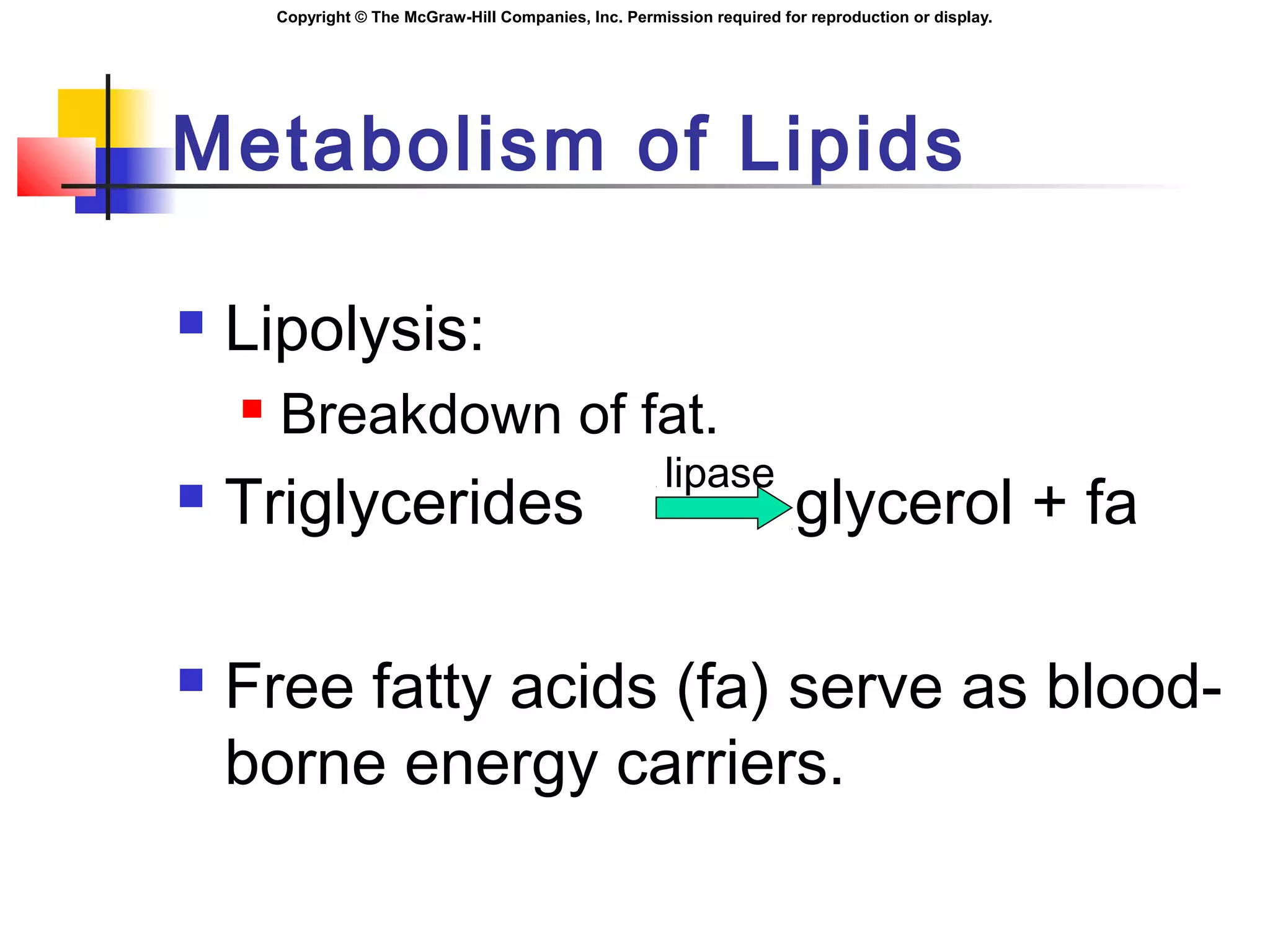 Copyright © The McGraw-Hill Companies, Inc. Permission required for reproduction or display.
Metabolism of Lipids
 Lipolysis:
 Breakdown of fat.
 Triglycerides glycerol + fa
 Free fatty acids (fa) serve as blood-
borne energy carriers.
lipase
 