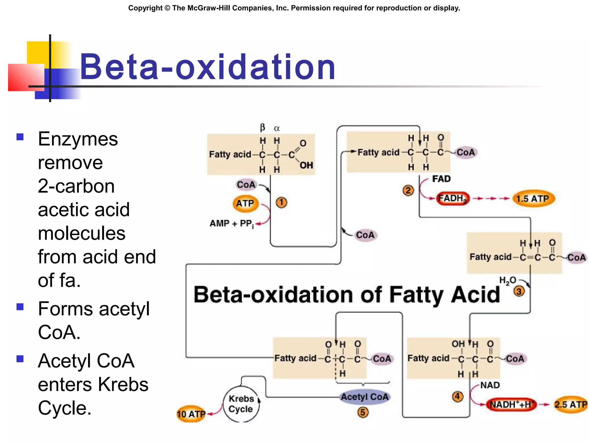 Copyright © The McGraw-Hill Companies, Inc. Permission required for reproduction or display.
Beta-oxidation
 Enzymes
remove
2-carbon
acetic acid
molecules
from acid end
of fa.
 Forms acetyl
CoA.
 Acetyl CoA
enters Krebs
Cycle.
 