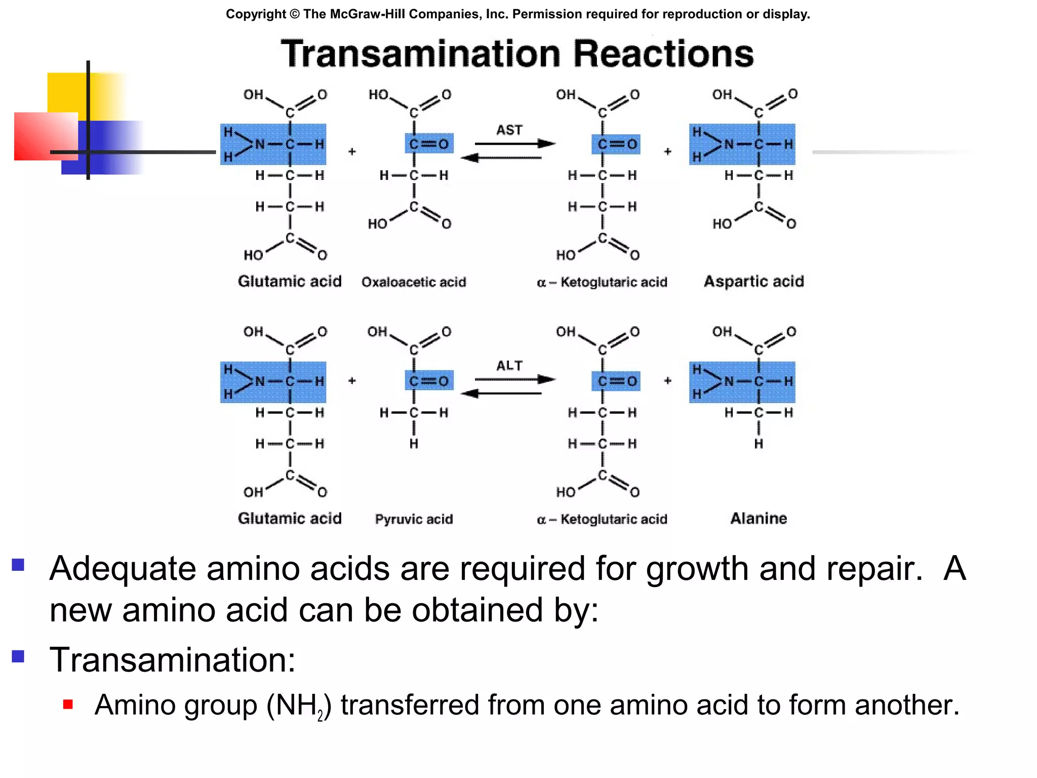 Copyright © The McGraw-Hill Companies, Inc. Permission required for reproduction or display.
 Adequate amino acids are required for growth and repair. A
new amino acid can be obtained by:
 Transamination:
 Amino group (NH2) transferred from one amino acid to form another.
 