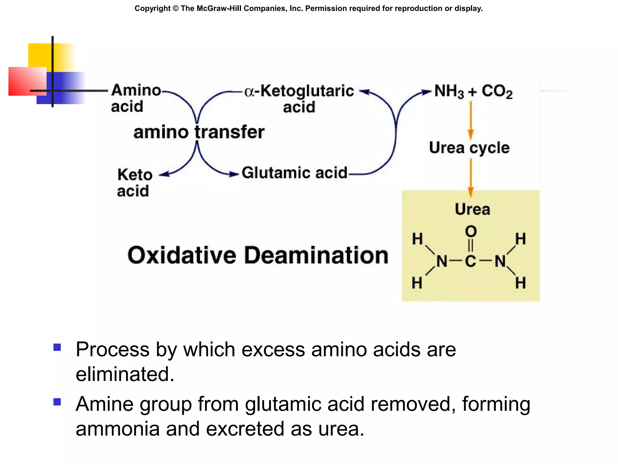 Copyright © The McGraw-Hill Companies, Inc. Permission required for reproduction or display.
 Process by which excess amino acids are
eliminated.
 Amine group from glutamic acid removed, forming
ammonia and excreted as urea.
 