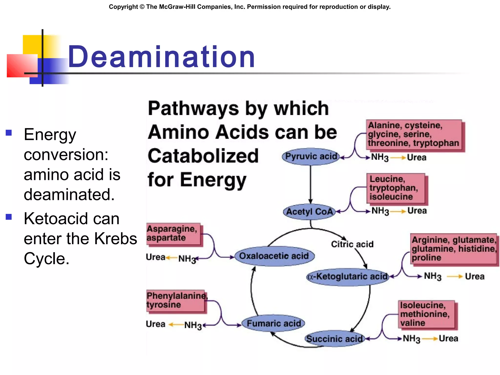 Copyright © The McGraw-Hill Companies, Inc. Permission required for reproduction or display.
Deamination
 Energy
conversion:
amino acid is
deaminated.
 Ketoacid can
enter the Krebs
Cycle.
 