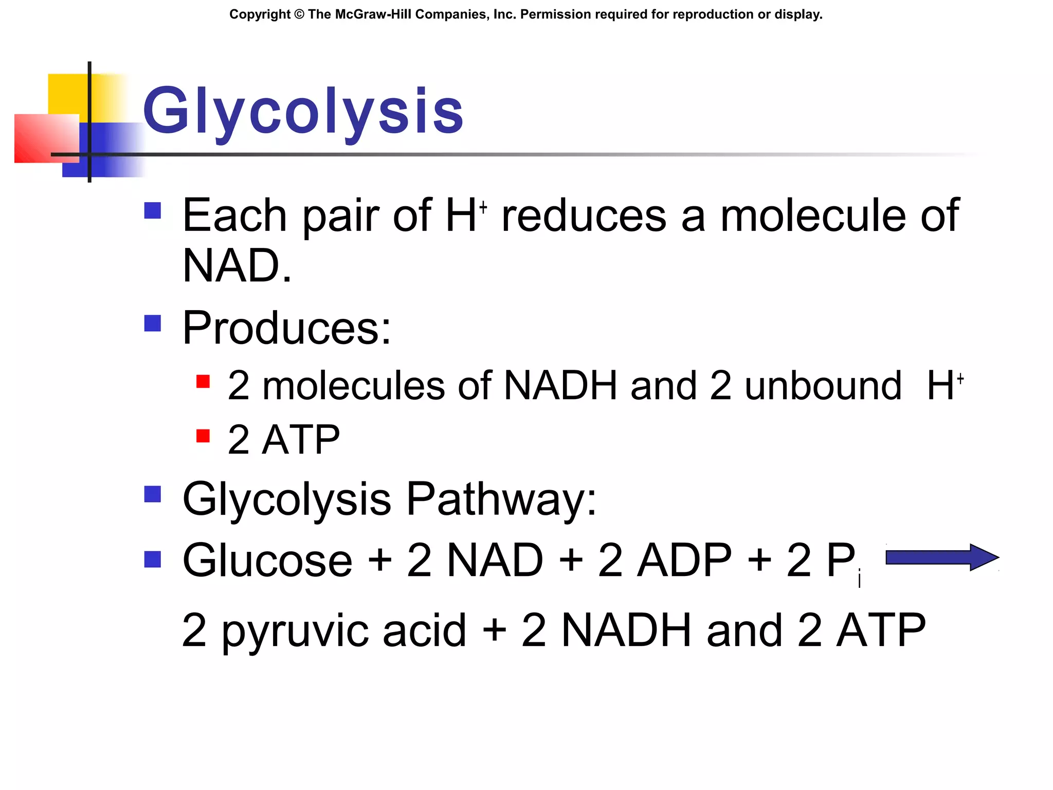 Copyright © The McGraw-Hill Companies, Inc. Permission required for reproduction or display.
Glycolysis
 Each pair of H+
reduces a molecule of
NAD.
 Produces:
 2 molecules of NADH and 2 unbound H+
 2 ATP
 Glycolysis Pathway:
 Glucose + 2 NAD + 2 ADP + 2 Pi
2 pyruvic acid + 2 NADH and 2 ATP
 