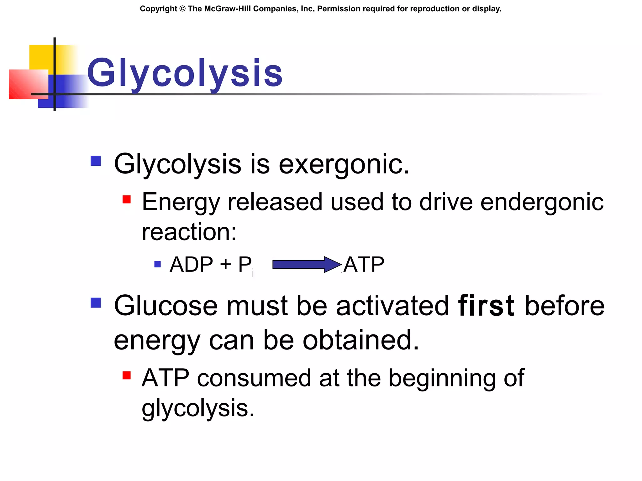 Copyright © The McGraw-Hill Companies, Inc. Permission required for reproduction or display.
Glycolysis
 Glycolysis is exergonic.
 Energy released used to drive endergonic
reaction:
 ADP + Pi ATP
 Glucose must be activated first before
energy can be obtained.
 ATP consumed at the beginning of
glycolysis.
 