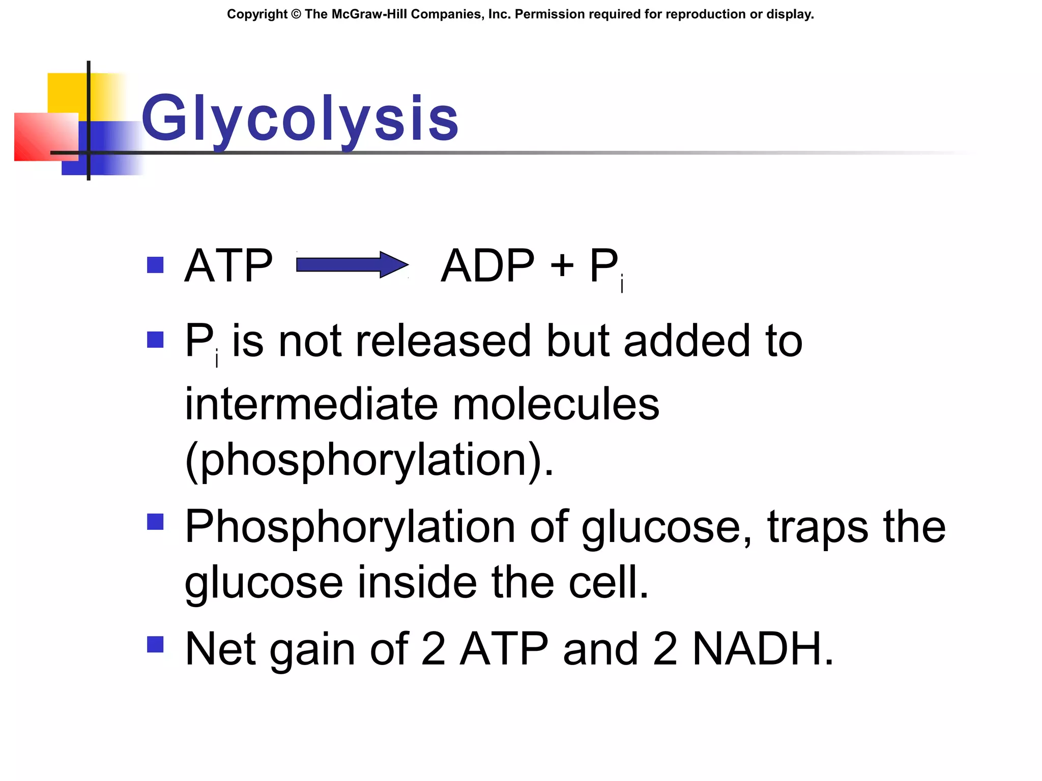Copyright © The McGraw-Hill Companies, Inc. Permission required for reproduction or display.
Glycolysis
 ATP ADP + Pi
 Pi is not released but added to
intermediate molecules
(phosphorylation).
 Phosphorylation of glucose, traps the
glucose inside the cell.
 Net gain of 2 ATP and 2 NADH.
 