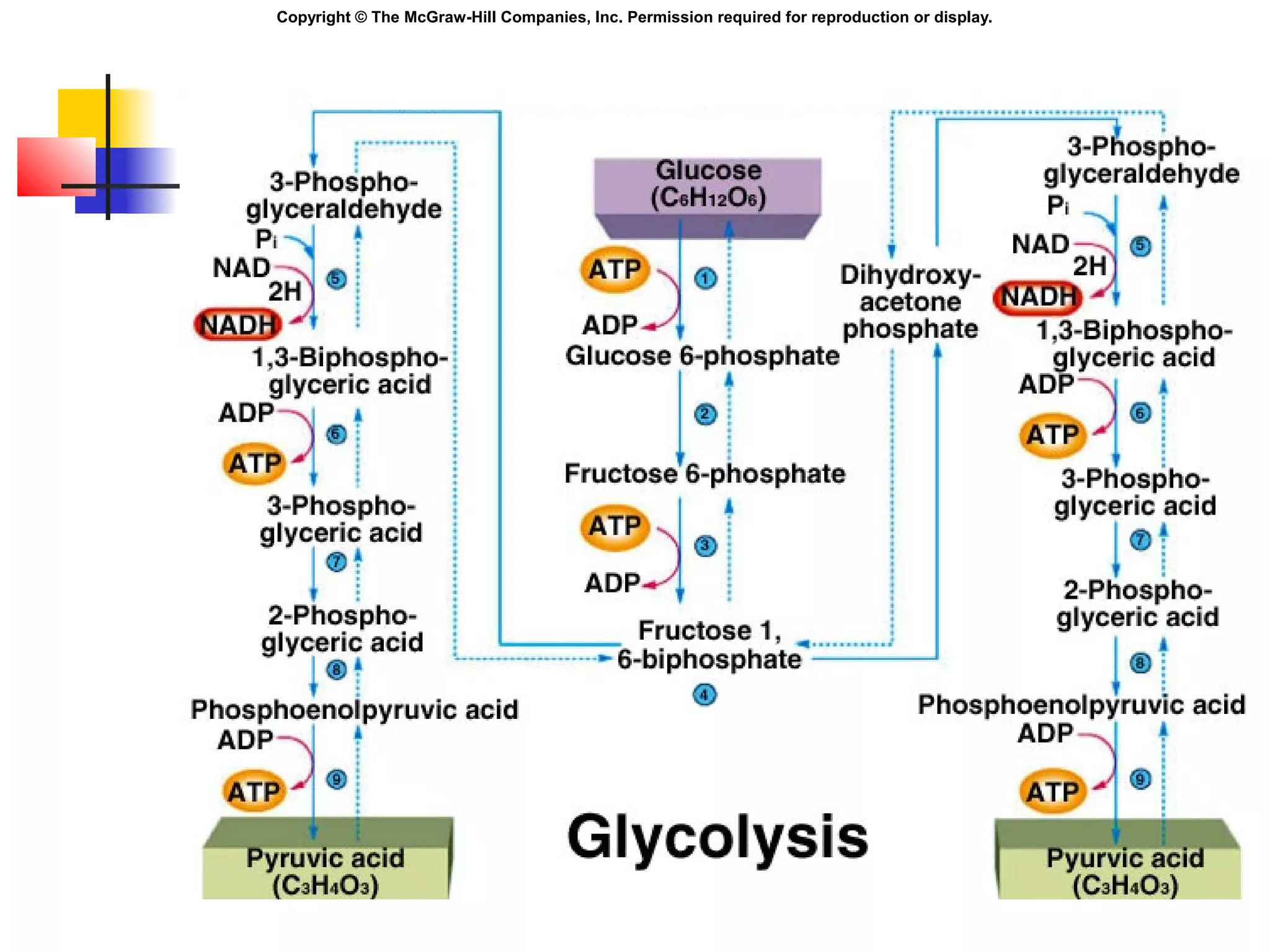 Copyright © The McGraw-Hill Companies, Inc. Permission required for reproduction or display.
 