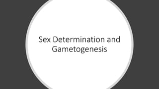 Sex Determination and
Gametogenesis
 