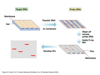 presentation on Nucleic Acid Hybridization: Principles & Applications | PPT