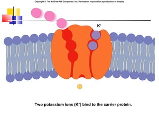 Chapter06 membrane transport and the membrane potential | PPT