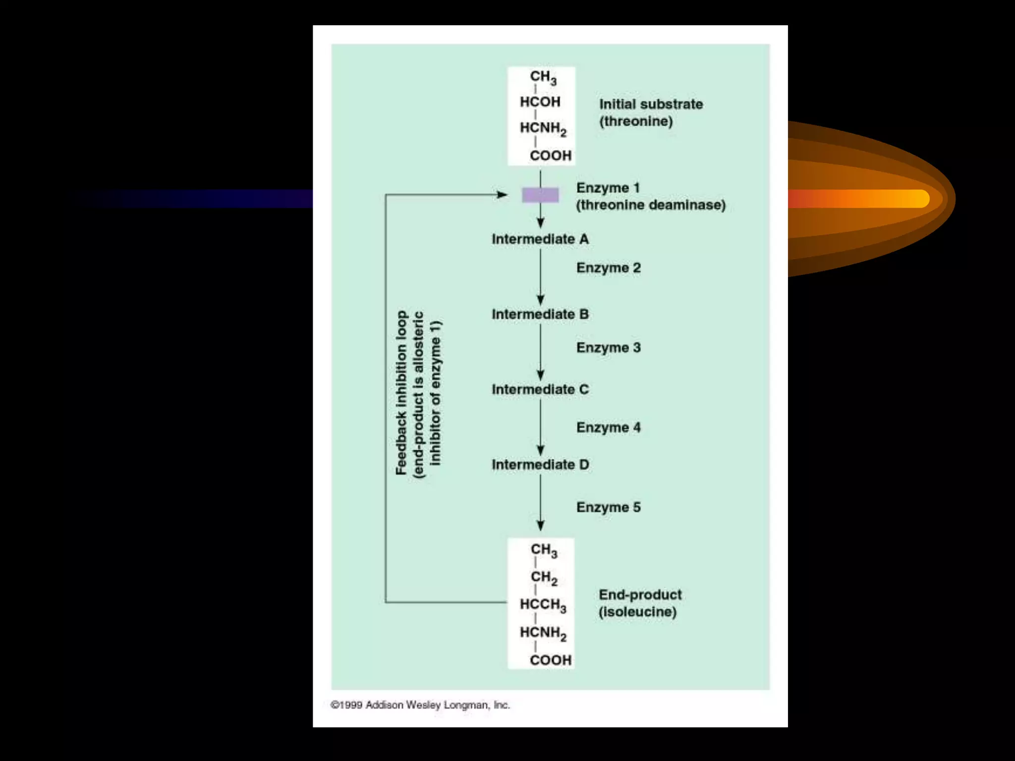 Chapter06 metabolism to be taught