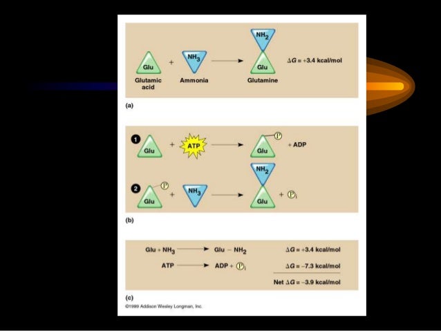 the what most yields atp process be metabolism taught Chapter06 to the what most yields atp process be metabolism taught Chapter06 to