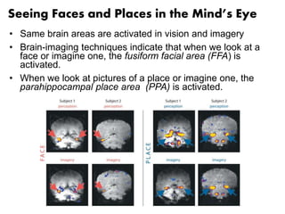 Seeing Faces and Places in the Mind’s Eye 
• Same brain areas are activated in vision and imagery 
• Brain-imaging techniques indicate that when we look at a 
face or imagine one, the fusiform facial area (FFA) is 
activated. 
• When we look at pictures of a place or imagine one, the 
parahippocampal place area (PPA) is activated. 
 