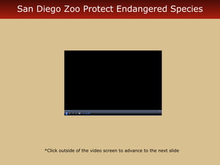 San Diego Zoo Protect Endangered Species 
*Click outside of the video screen to advance to the next slide 
 