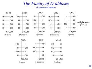 30
The Family of D-aldoses
(L-forms not shown)
CHO
H OH
HO H
OH
H
CH2OH
OH
H
CHO
H OH
H OH
OH
H
CH2OH
OH
H
CHO
HO H
H OH
OH
H
CH2OH
OH
H
CHO
HO H
HO H
OH
H
CH2OH
OH
H
CHO
H OH
H OH
H
HO
CH2OH
OH
H
CHO
HO H
H OH
H
HO
CH2OH
OH
H
CHO
H OH
HO H
H
HO
CH2OH
OH
H
D-glucose
CHO
HO H
HO H
H
HO
CH2OH
OH
H
D-talose
D-gulose
D-idose D-galactose
D-mannose
D-allose D-altrose
Aldohexoses
24
= 16
 